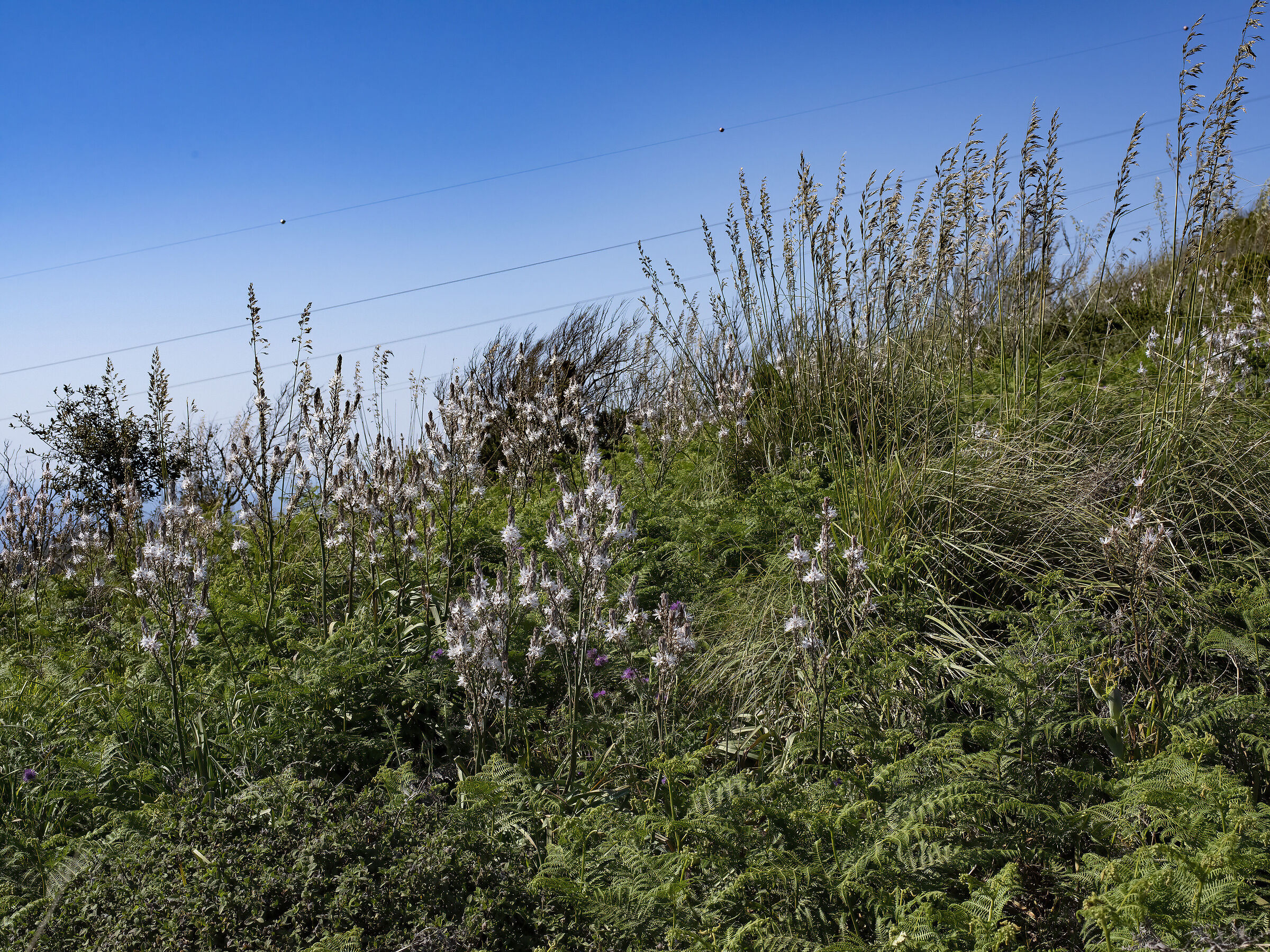 Heather, ampelodesma, asphodel, fern...