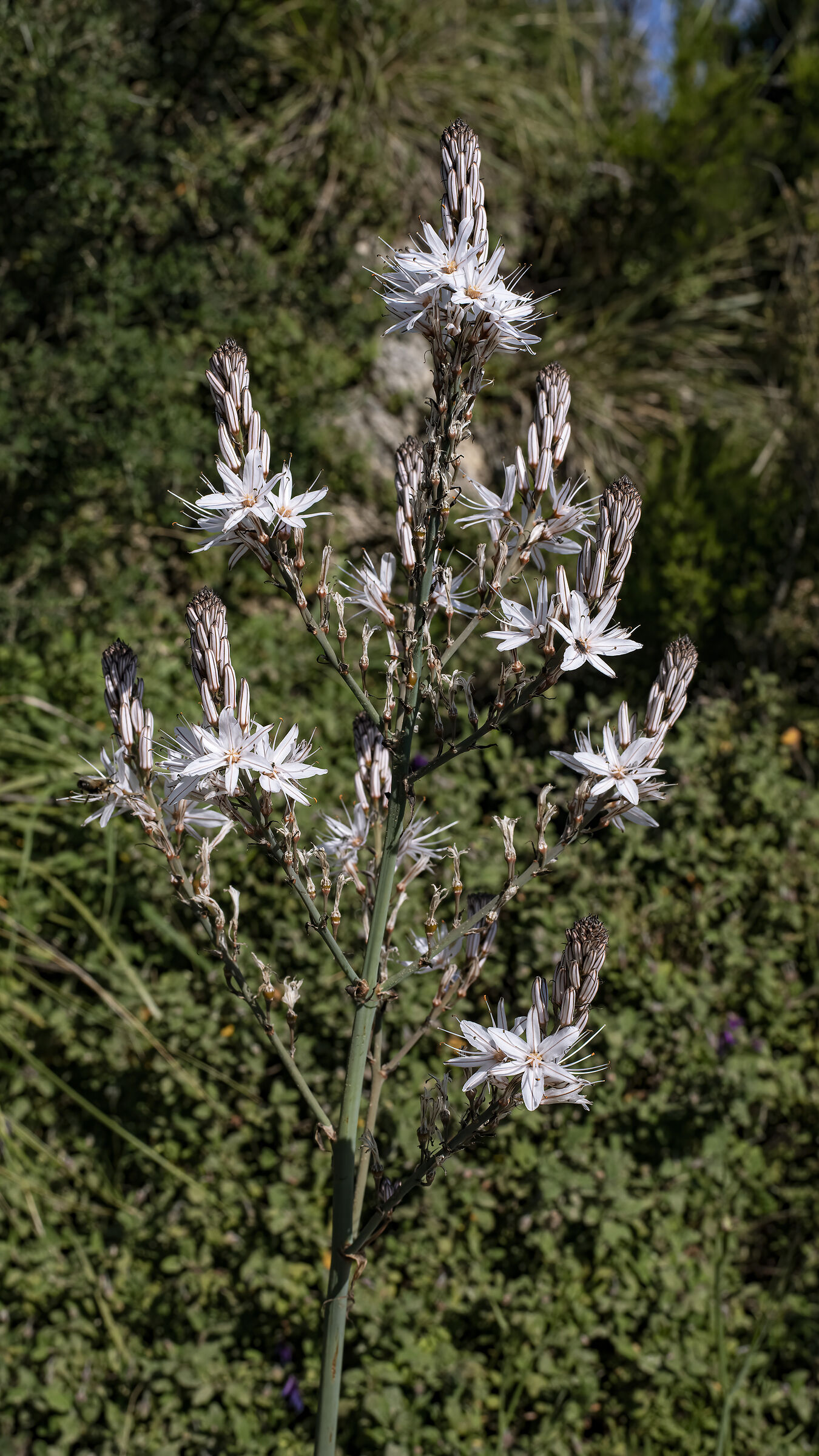 Asphodel