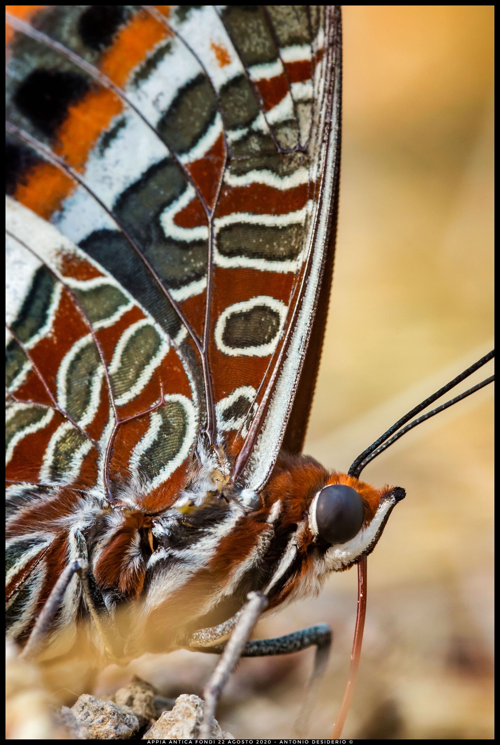 Strawberry tree nymph