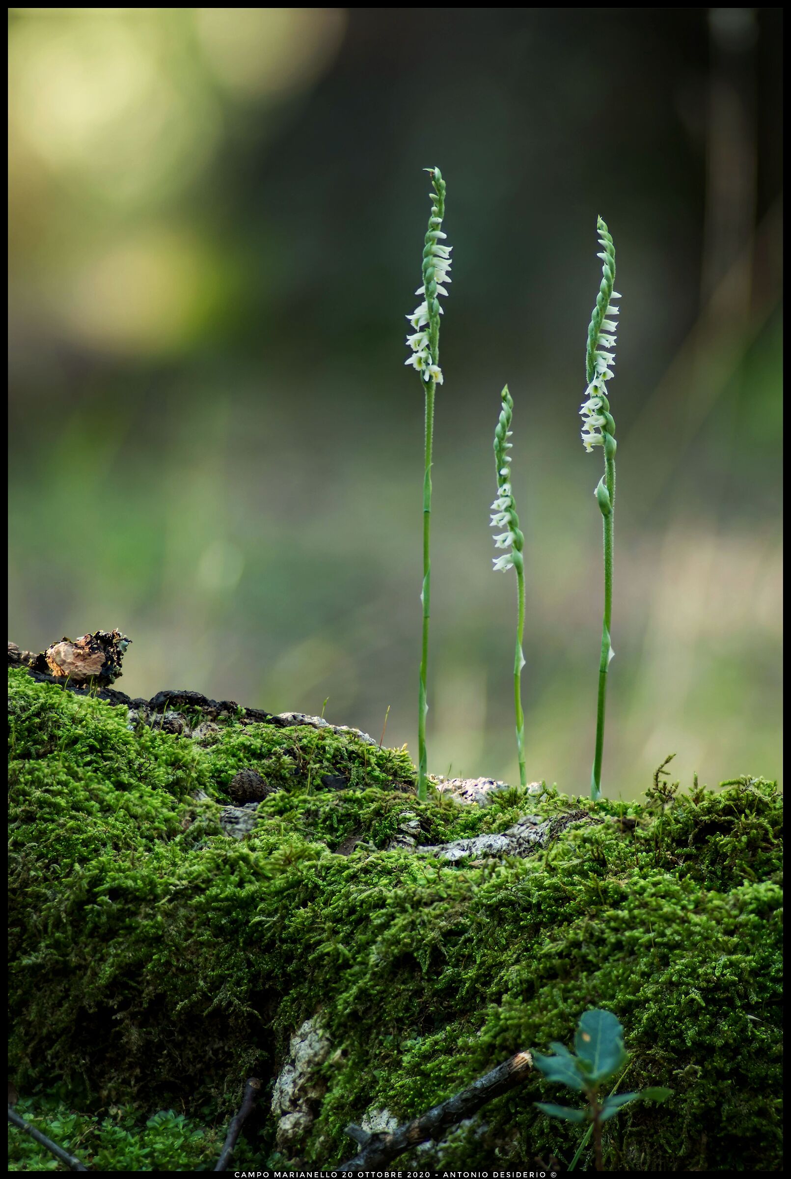 Spiranthes spiralis