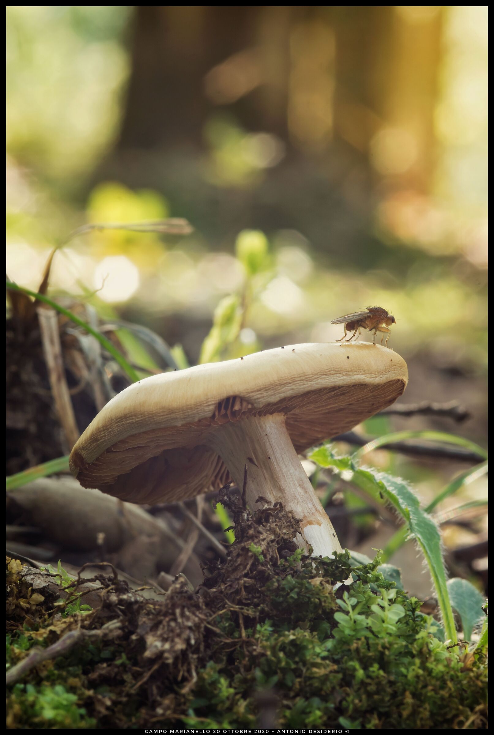 Life in the undergrowth