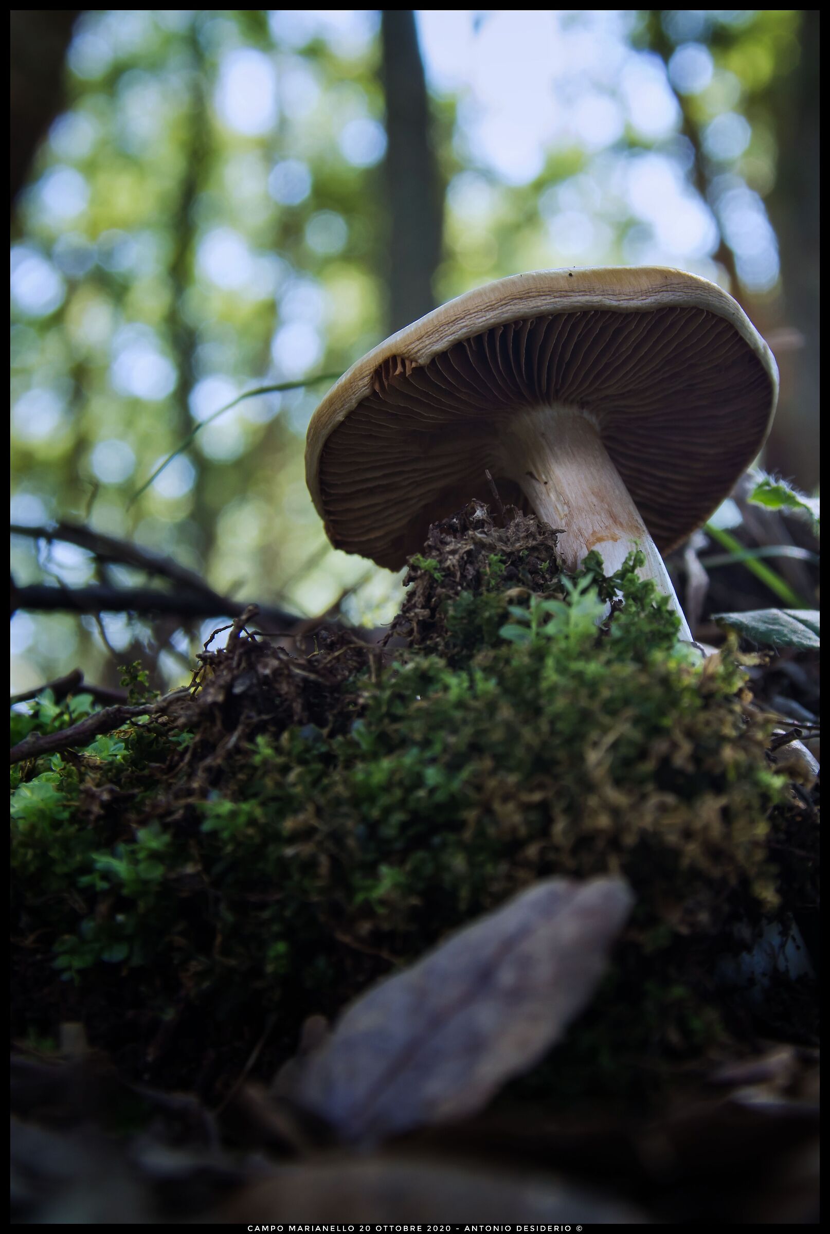 From the point of view of insects