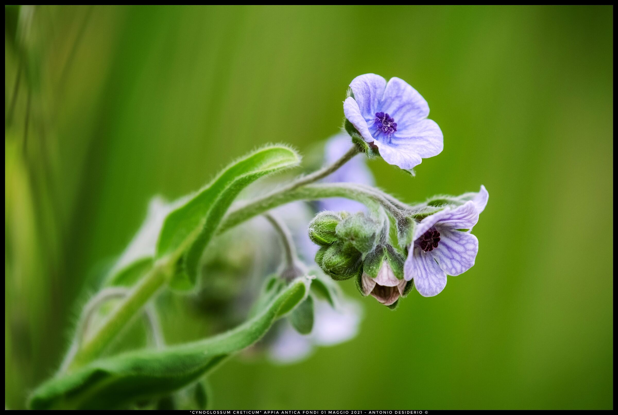 Cynoglossum creticum