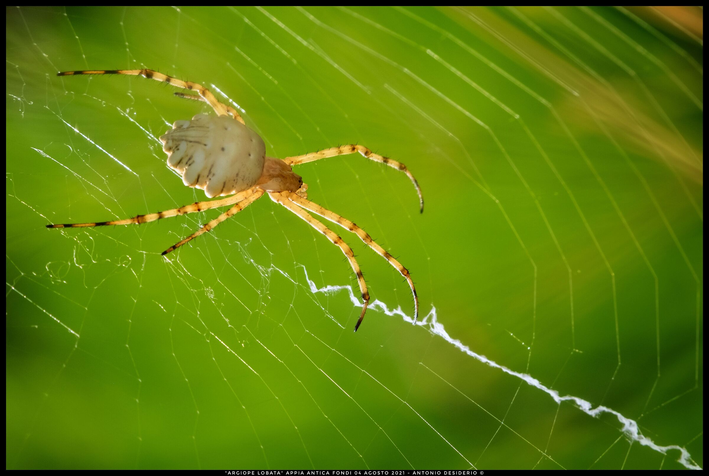 Lobed argiope