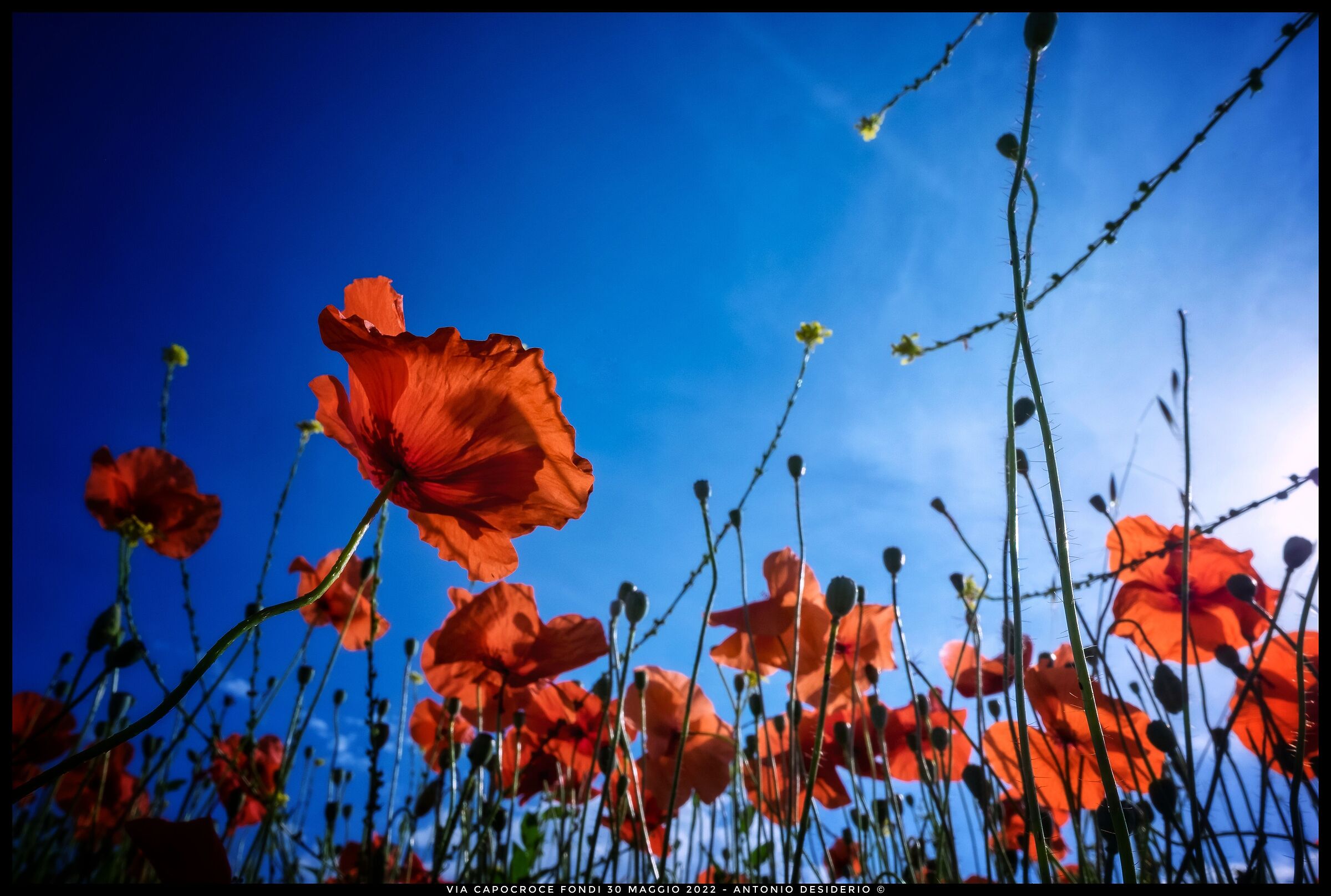 Poppy field