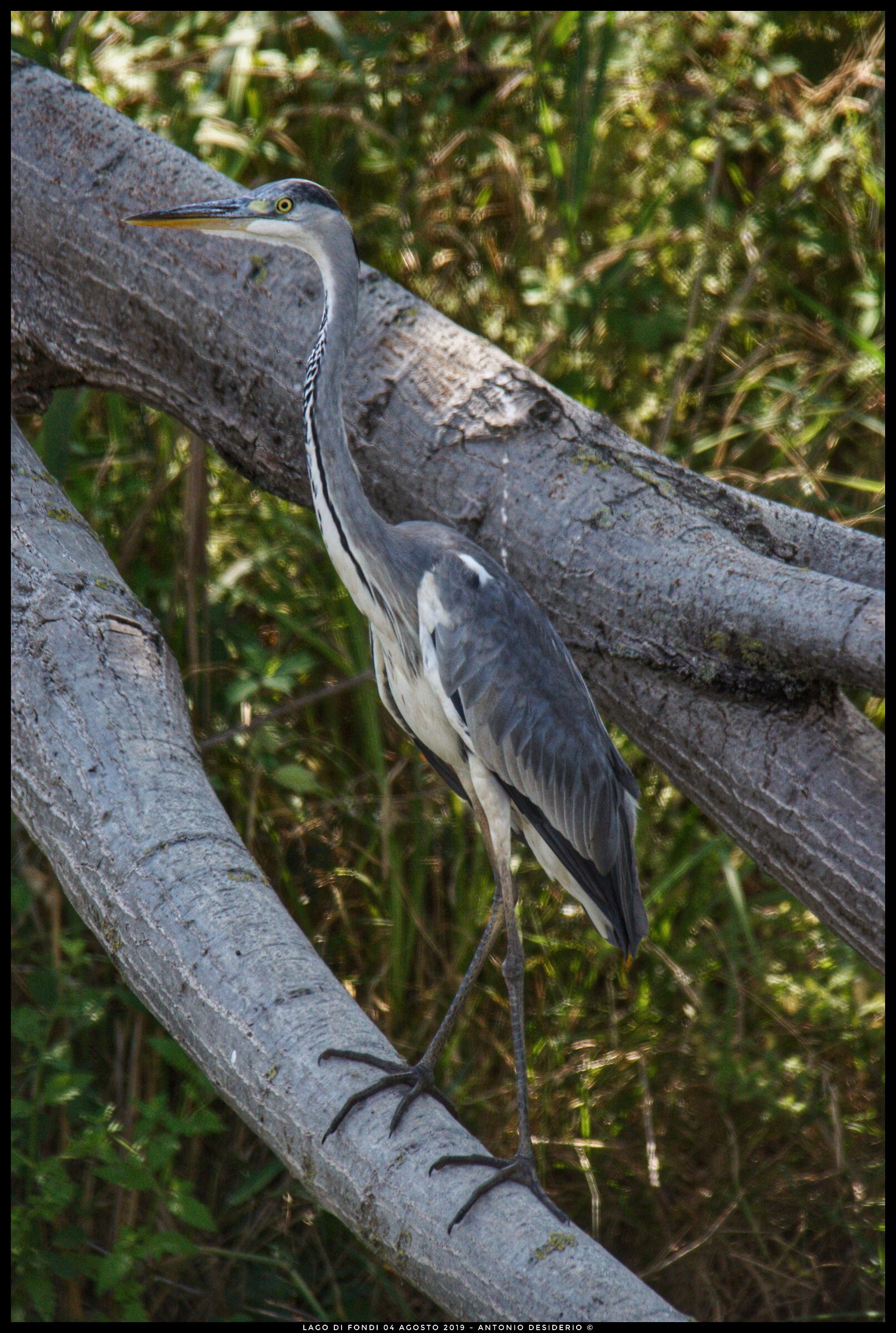 Grey heron