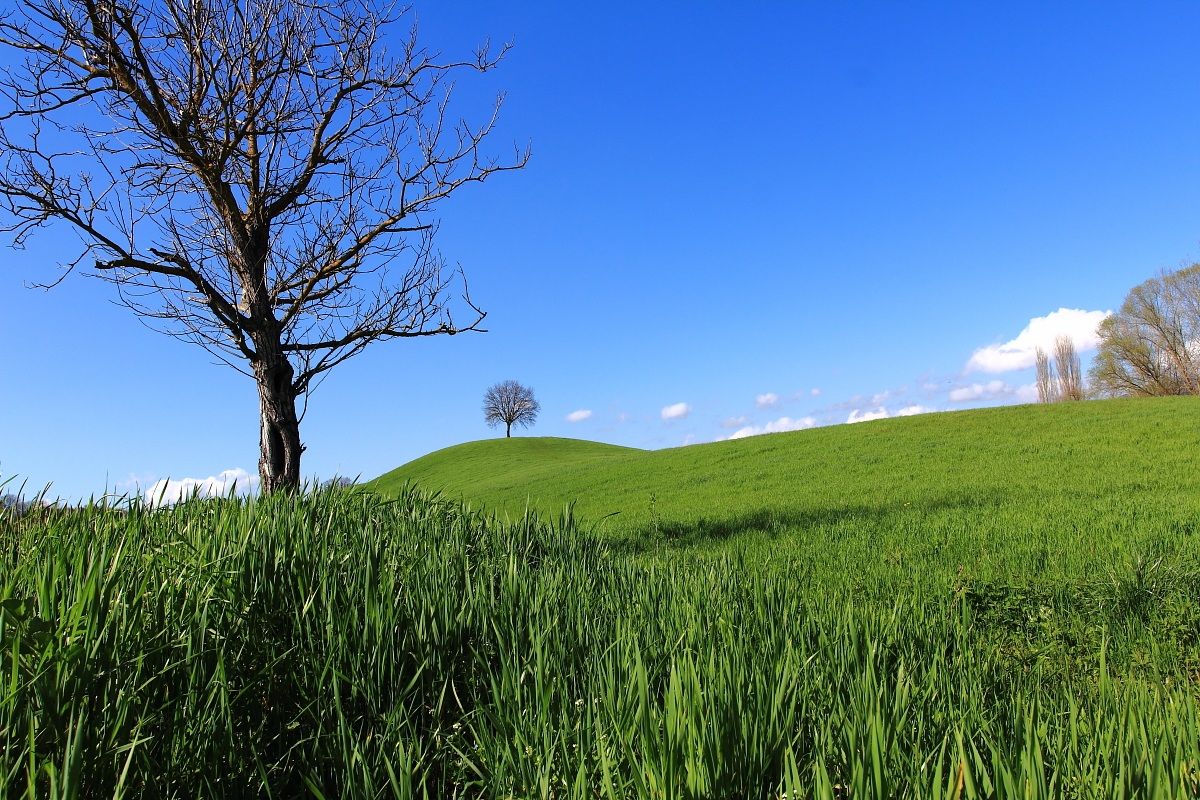 Il verde della primavera