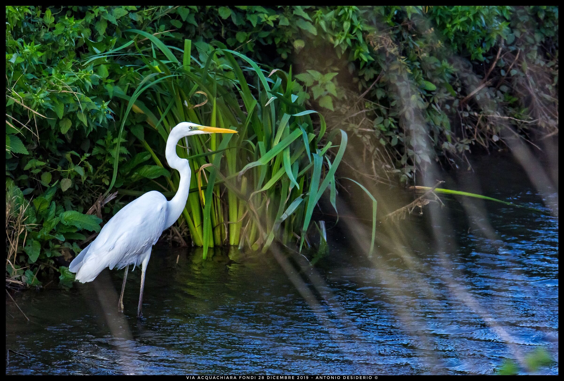 Great white heron