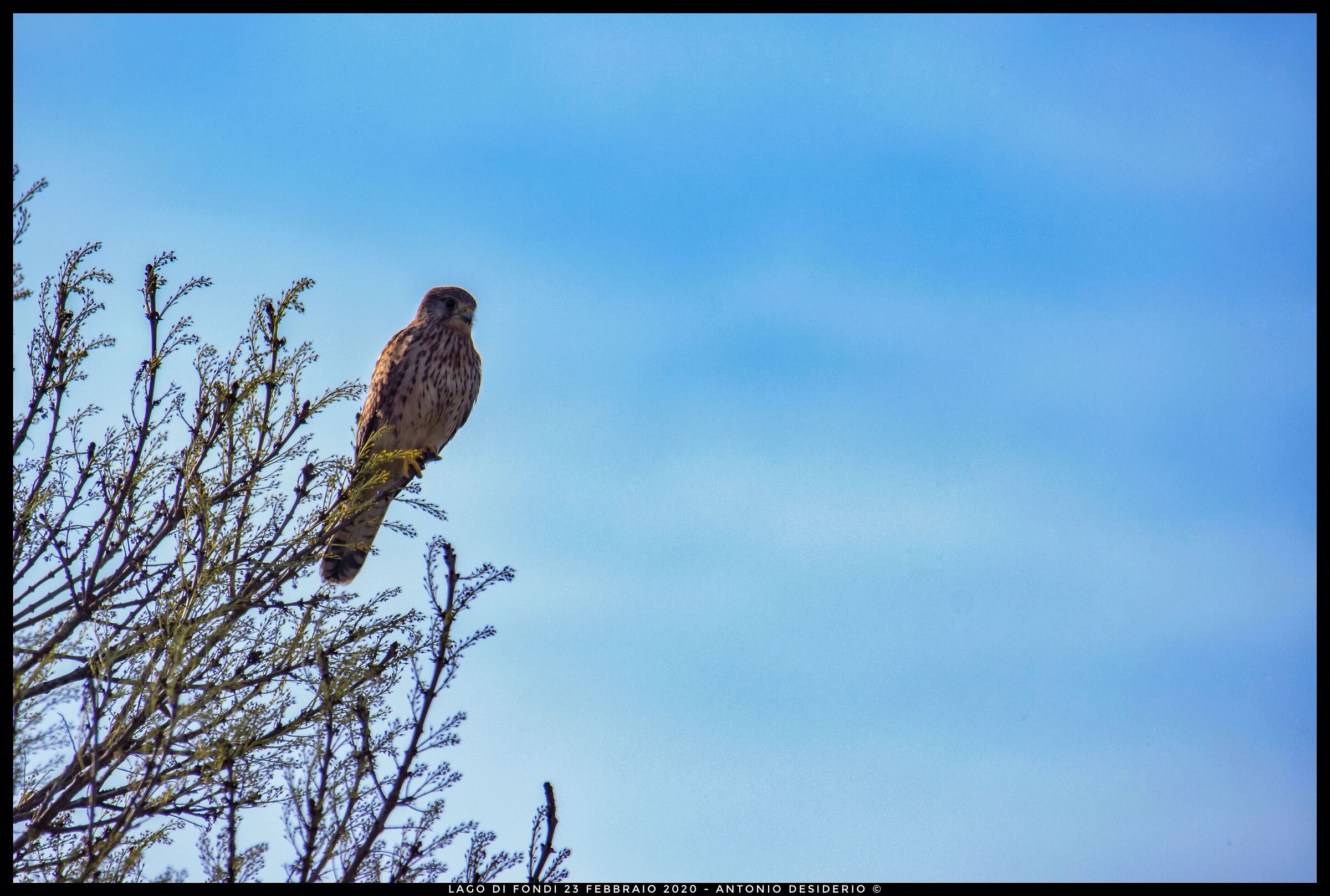 Female Kestrel