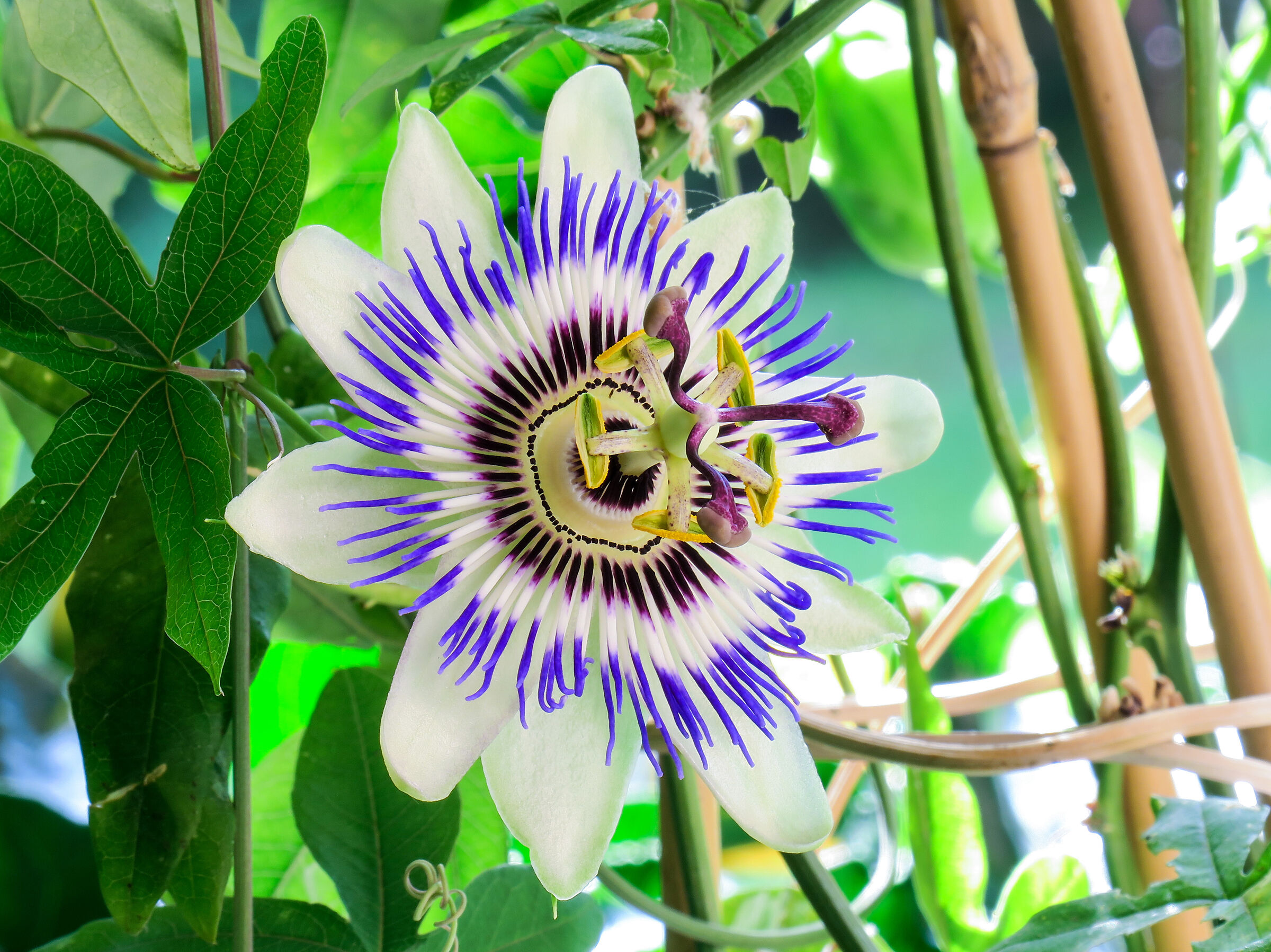 Home Passionflower