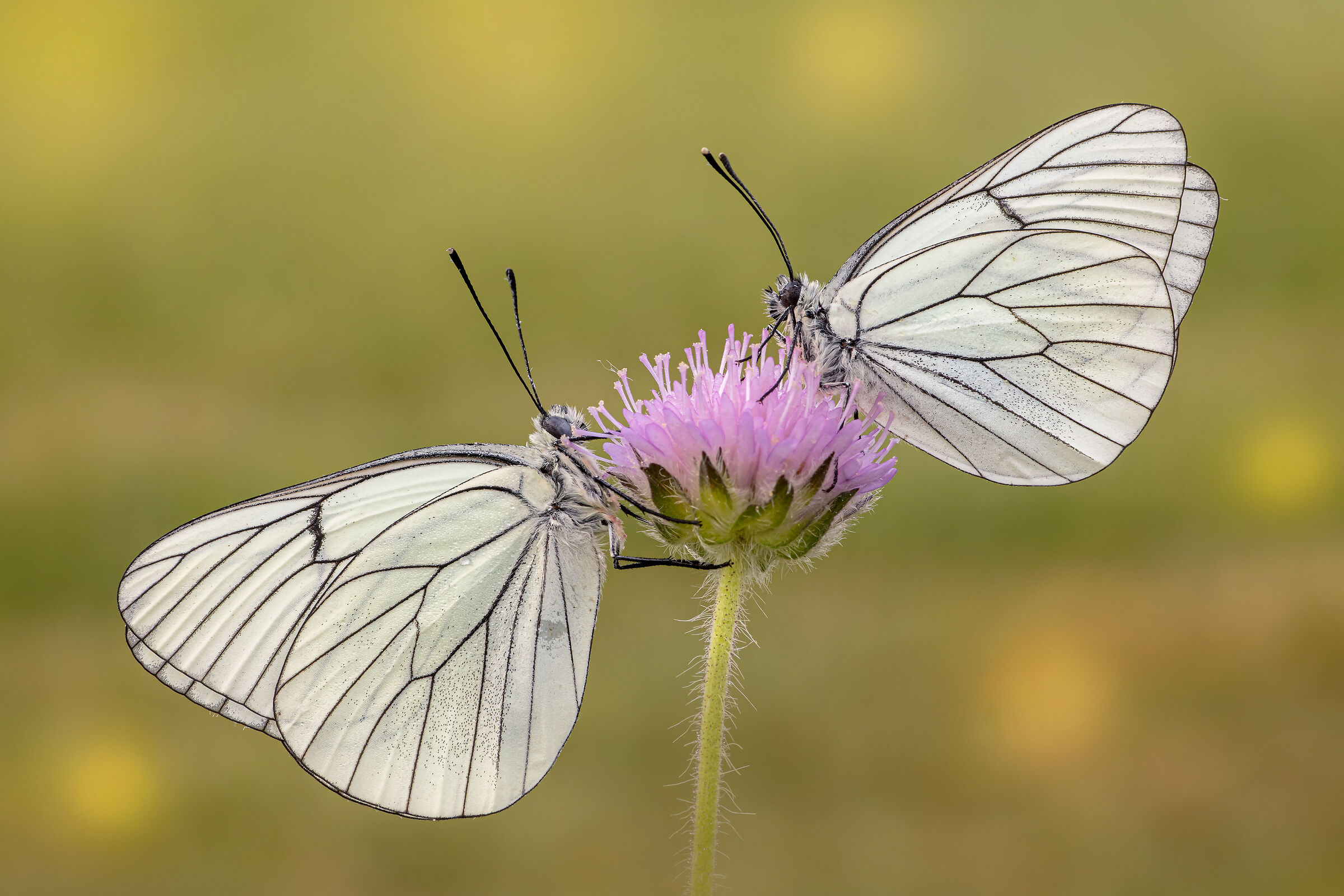 Aporia crataegi (Linnaeus, 1758)