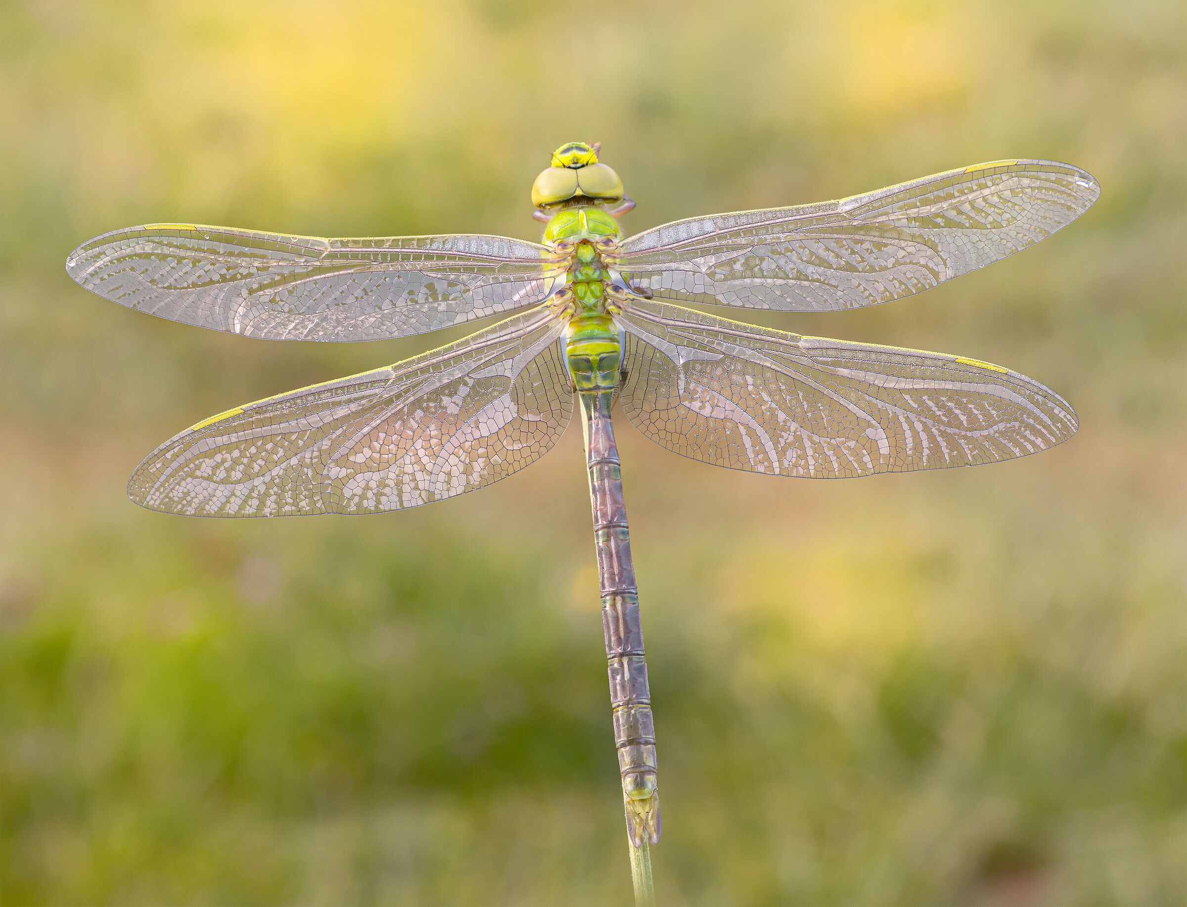 Anax imperator (Leach, 1815)