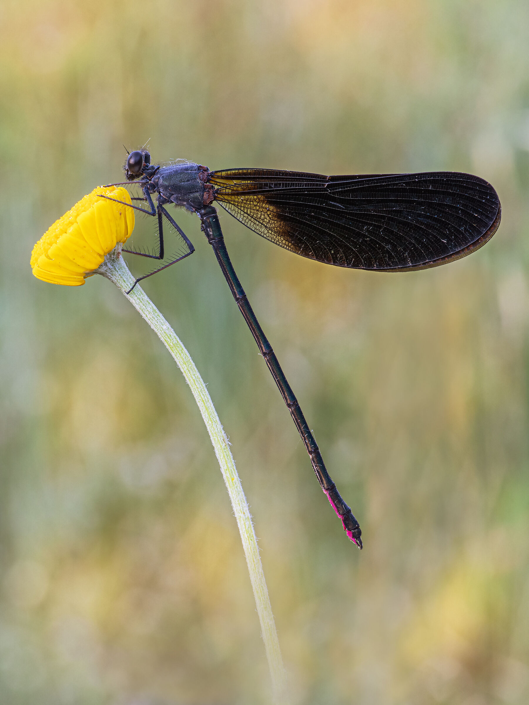 Calopteryx haemorrhoidalis (Vander Linden, 1825)