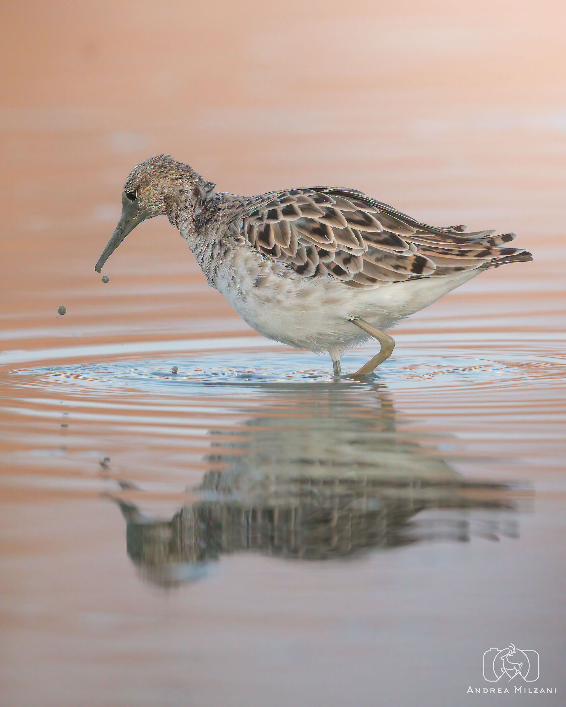 Combattente al tramonto