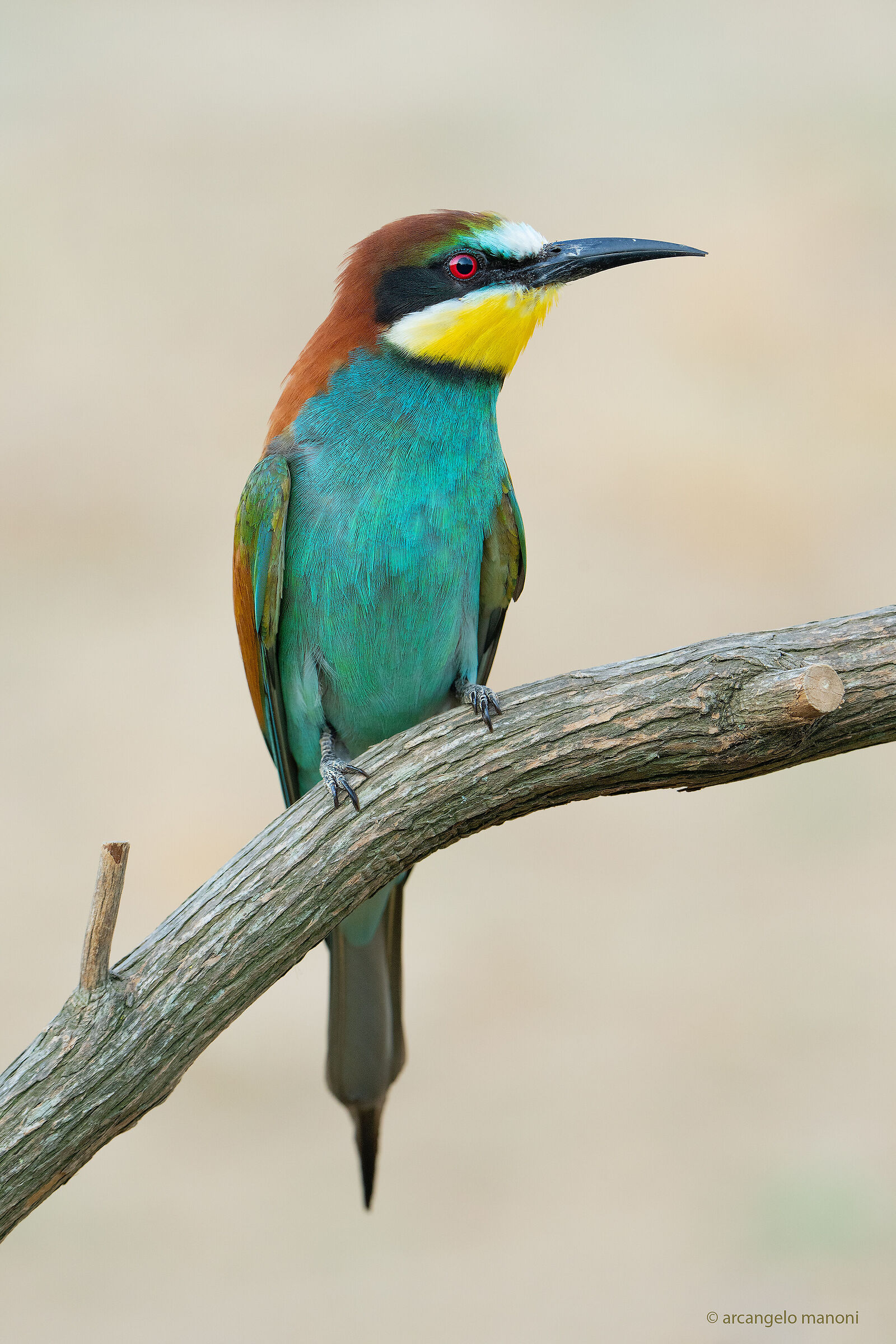 Sua maestà il gruccione