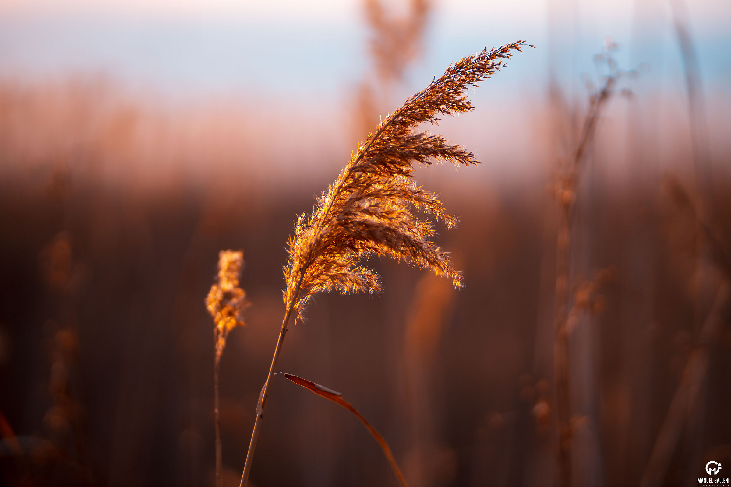 Lago Di Massaciuccoli