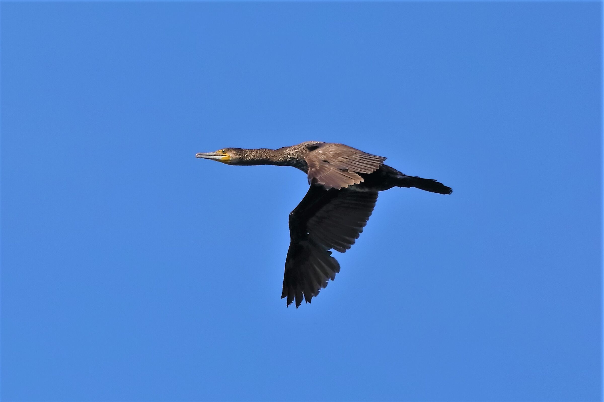 cormorano 13-05-2022