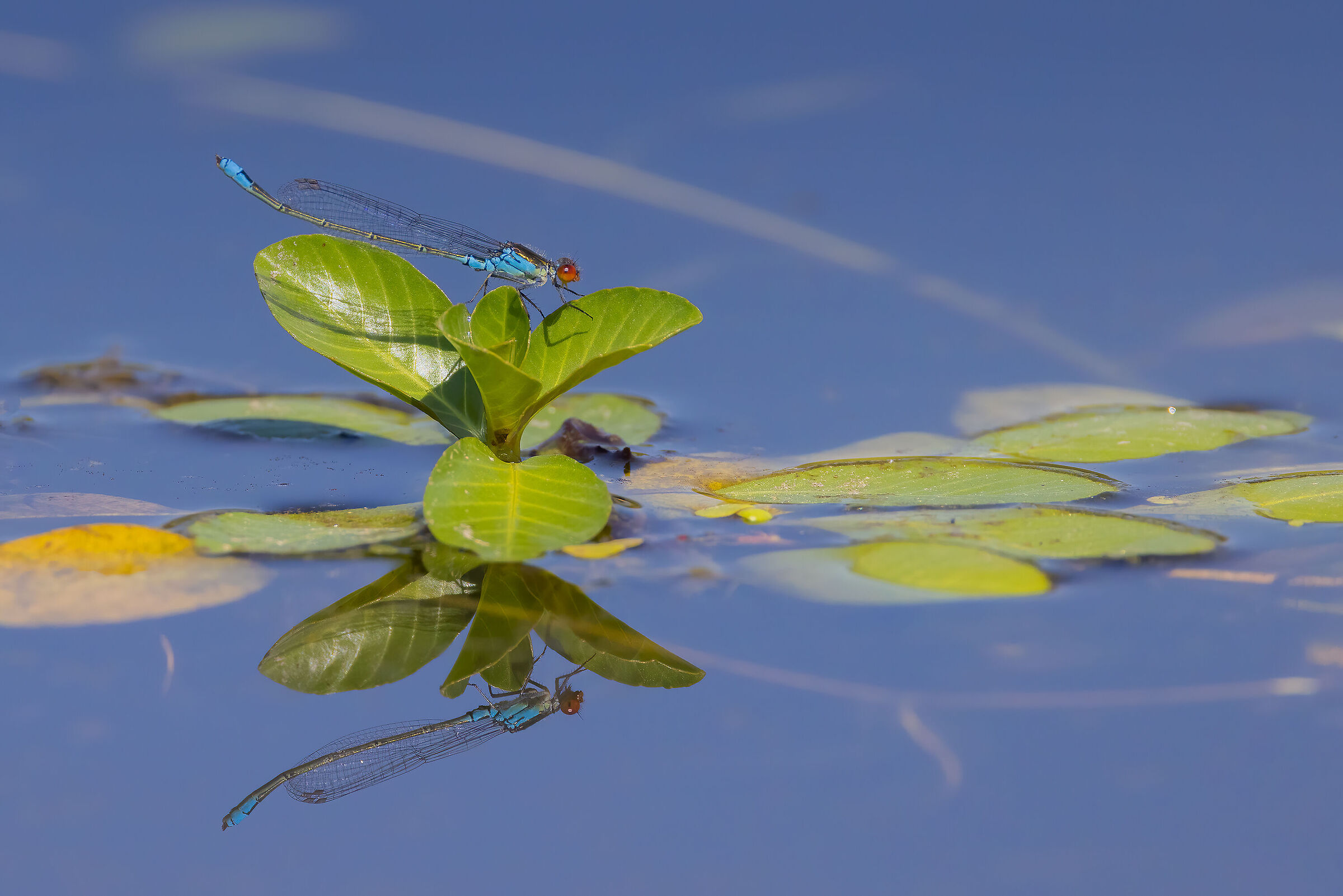 Damigella dagli occhi rossi (Erythromma viridulum m.)