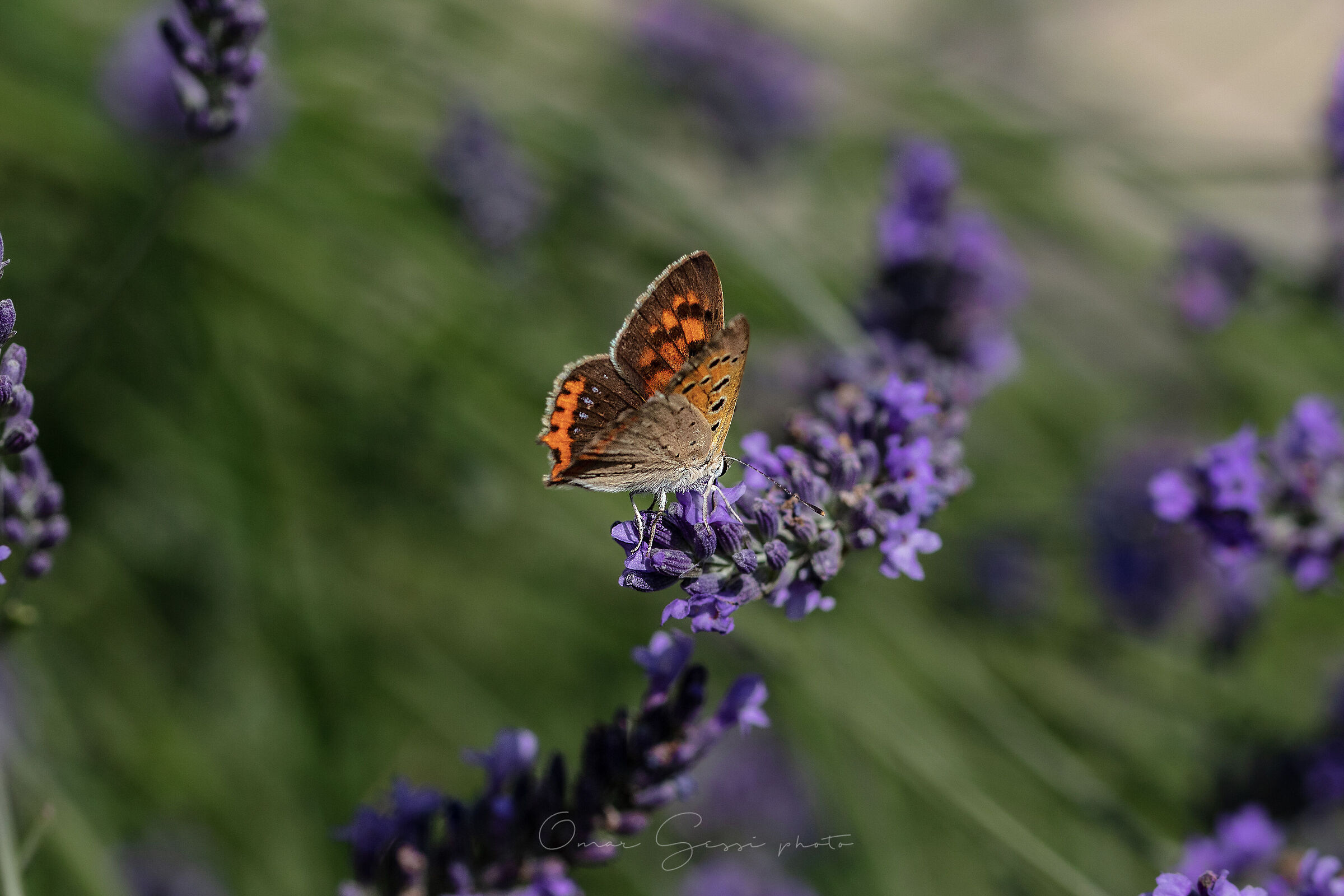 butterfly lavender