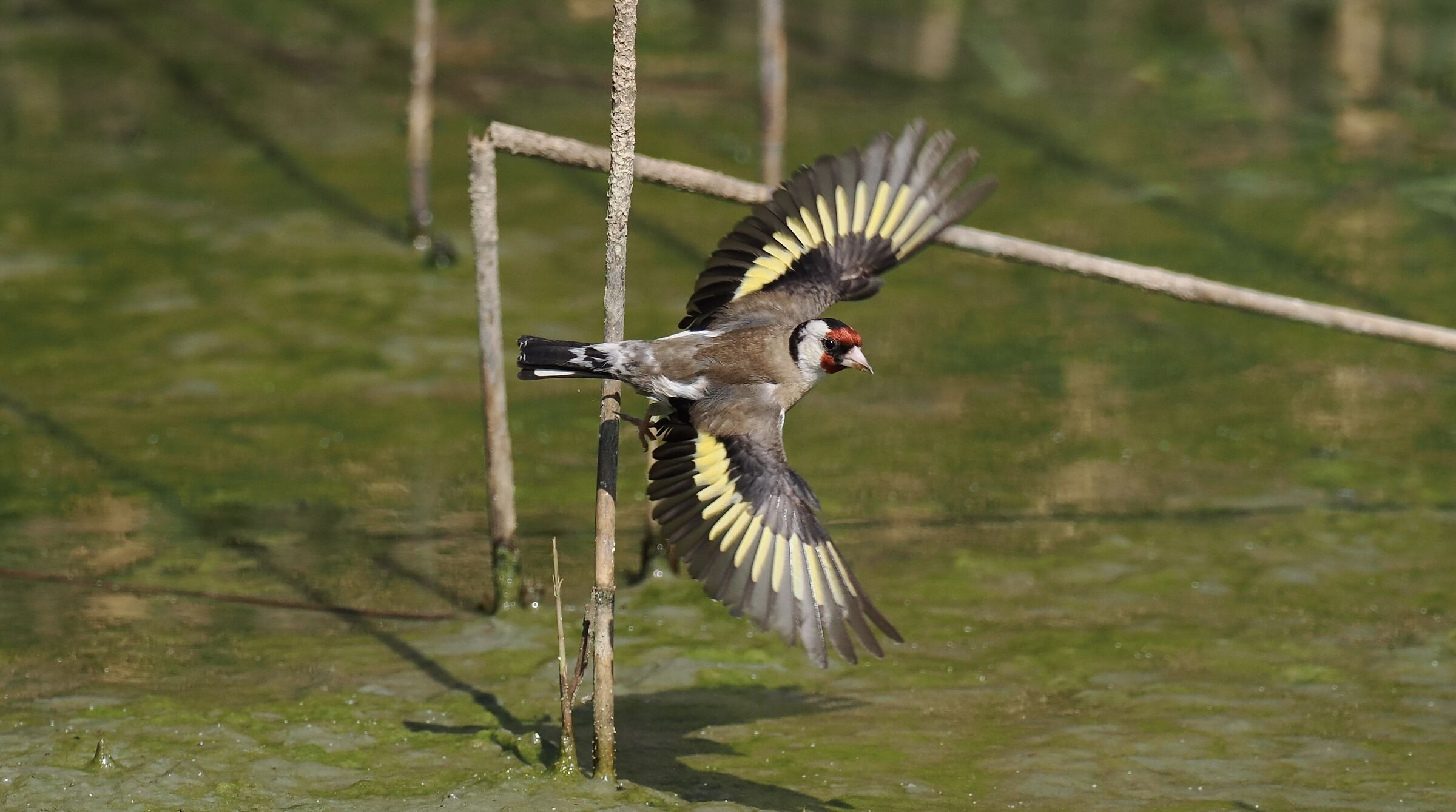 Goldfinch in flight