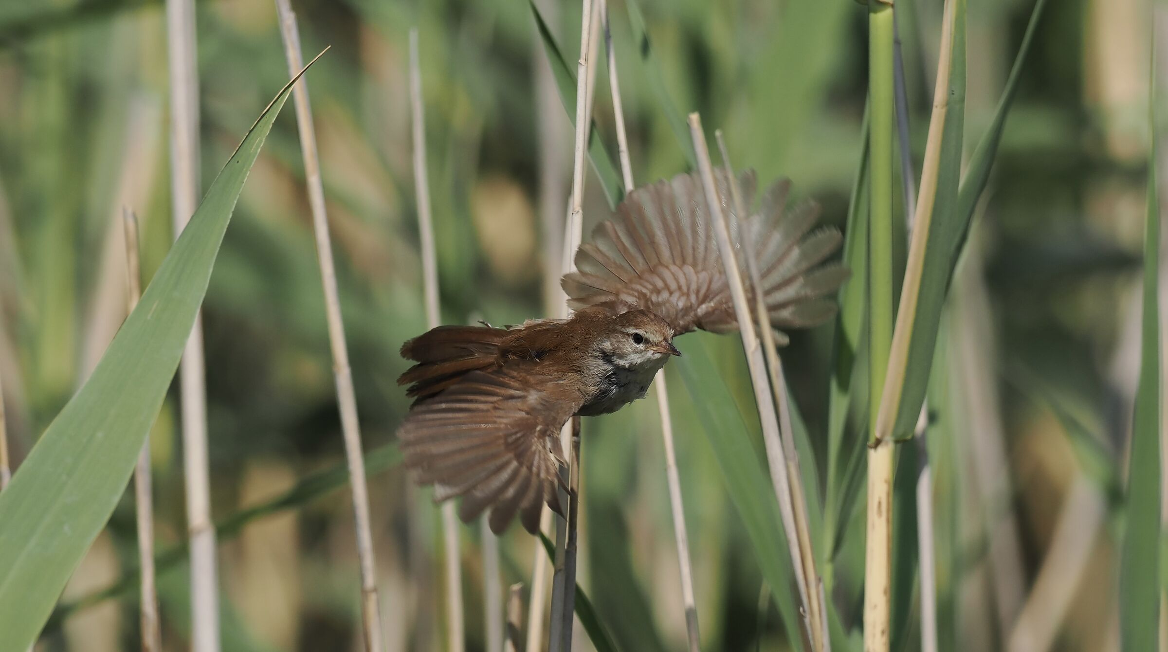 Nightingale in flight