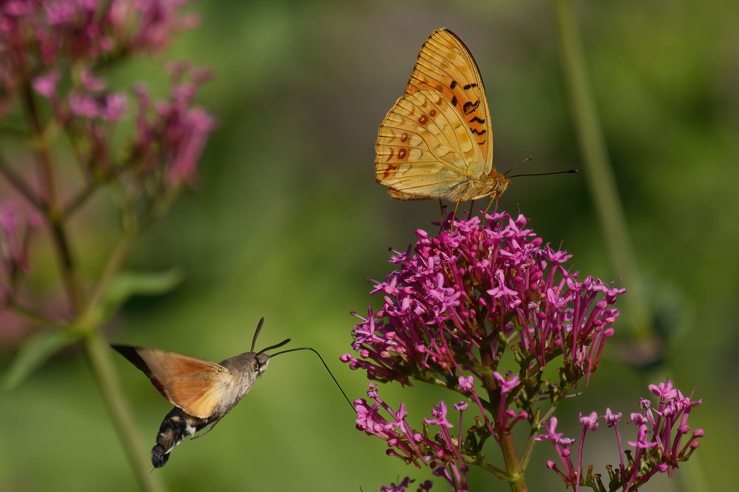 Succhia tu che succhio anch'io