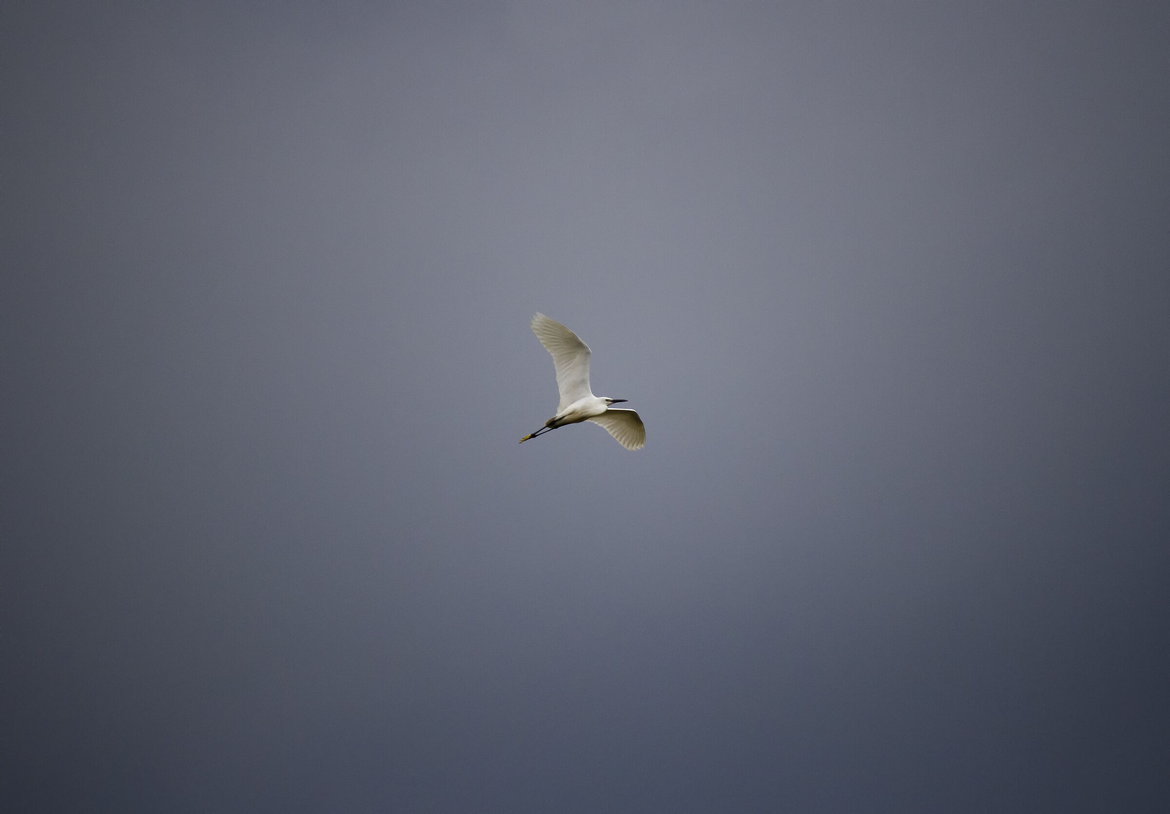 Garzetta al temporale