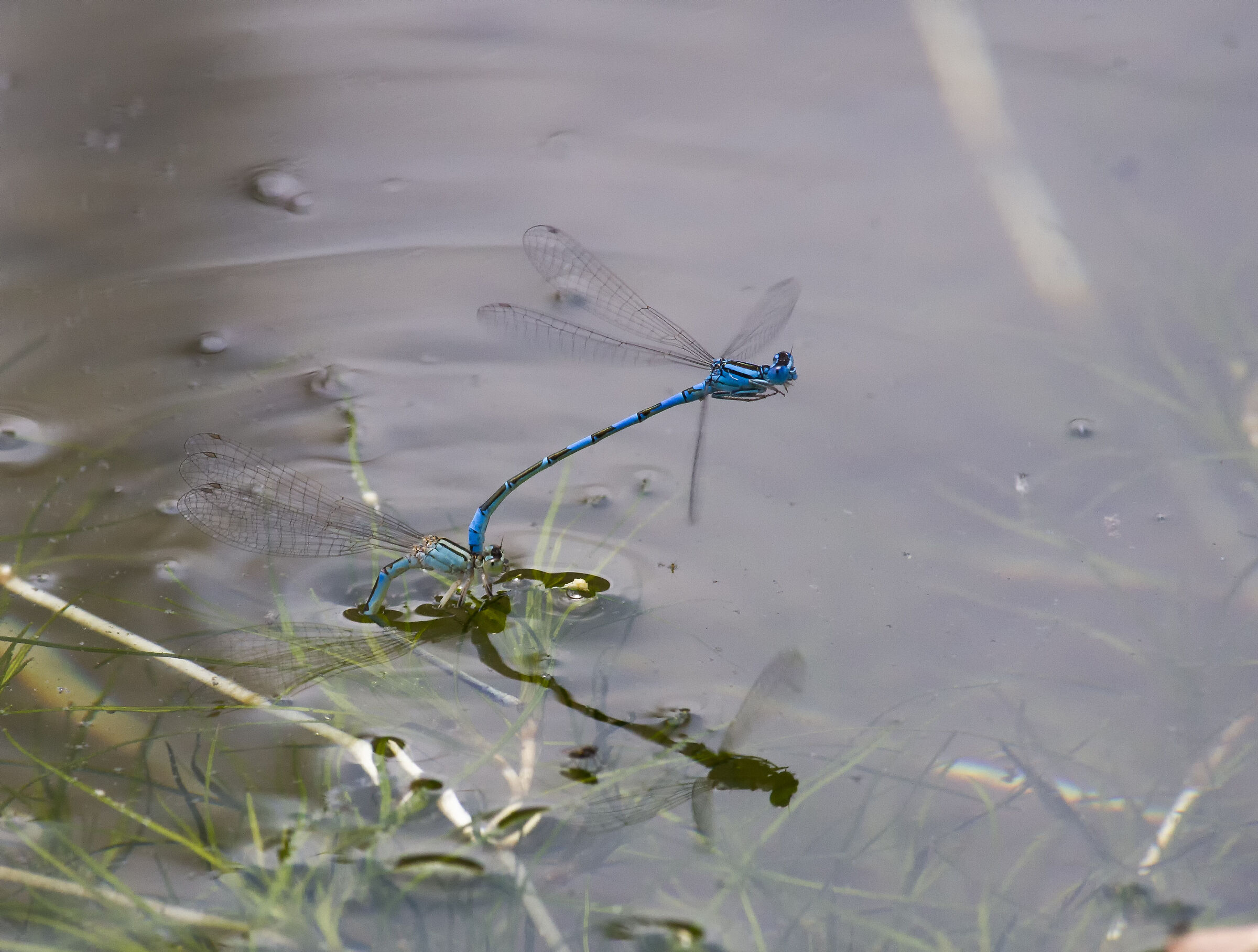 Zygoptera in accoppiamento