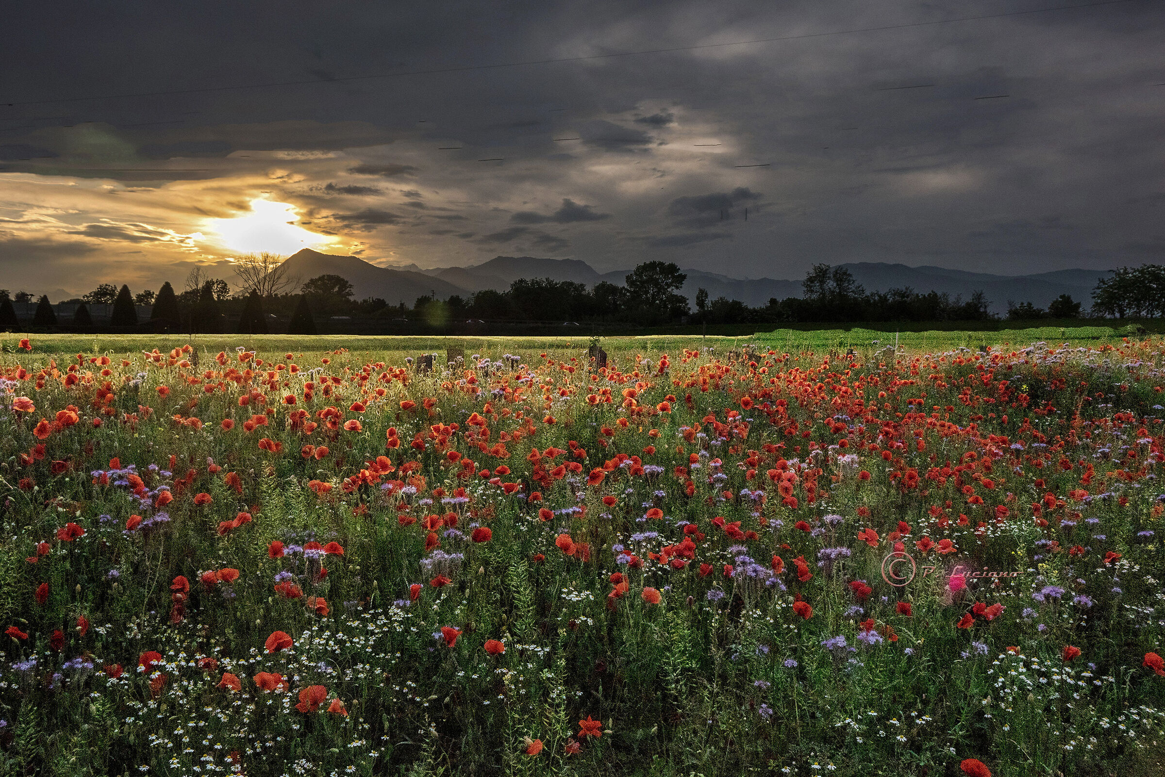 Nell'oblio del tramonto.