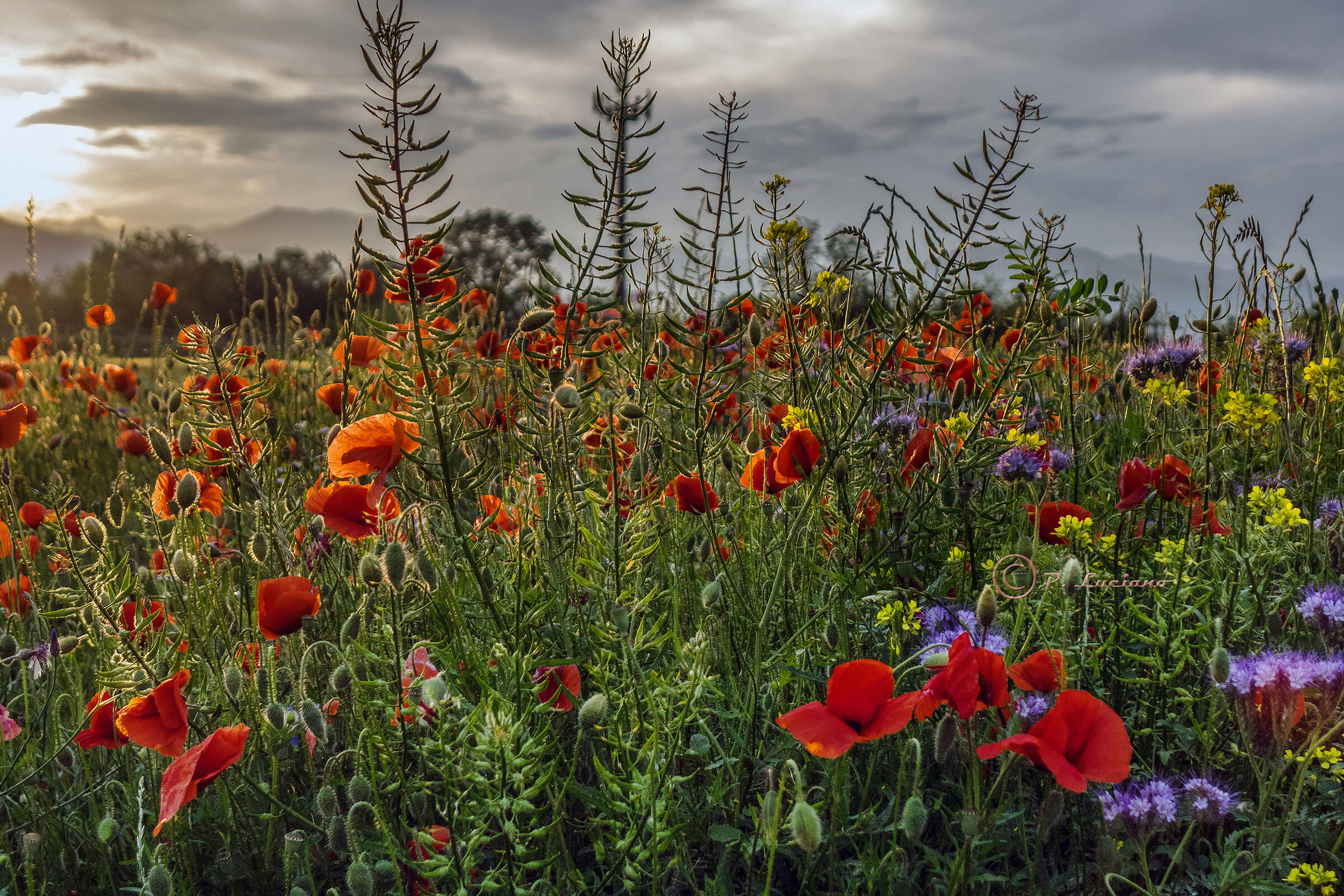 Non solo Papaveri