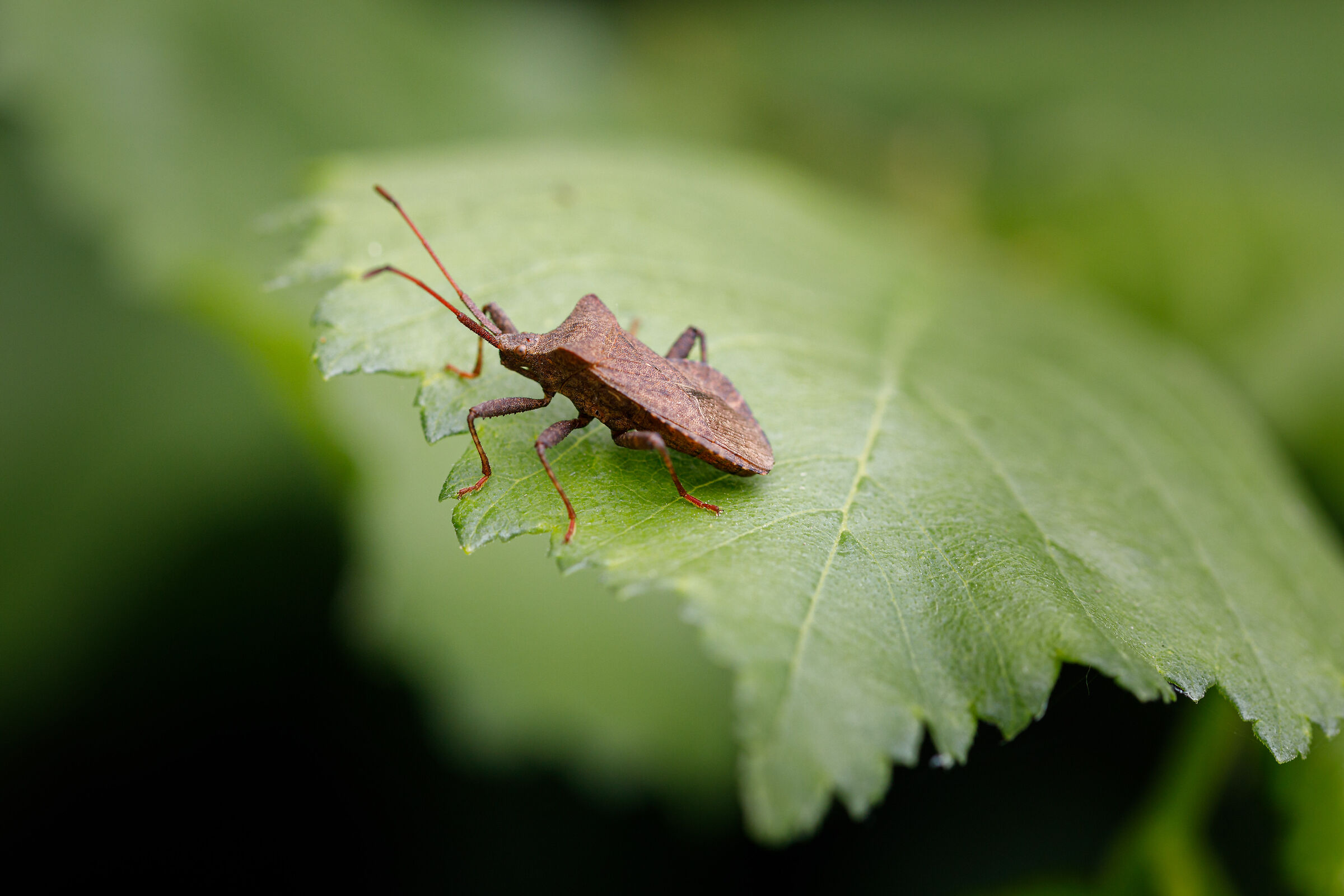 Insects