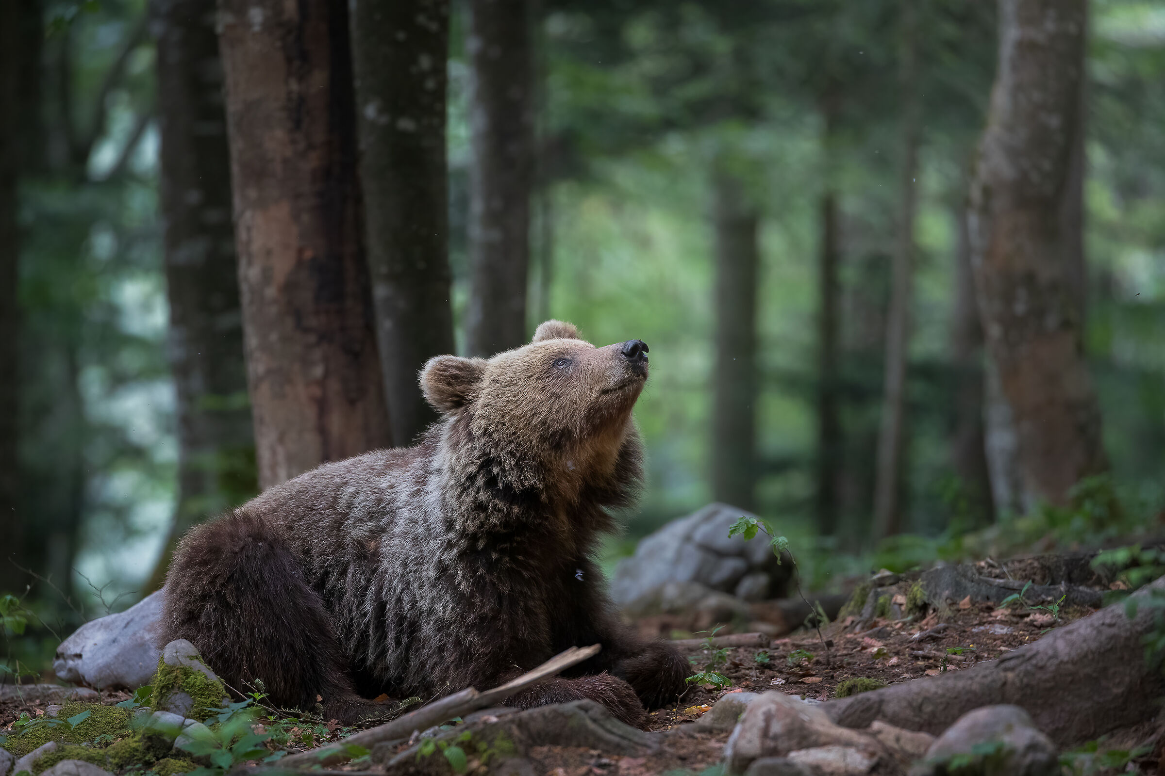 In contemplation