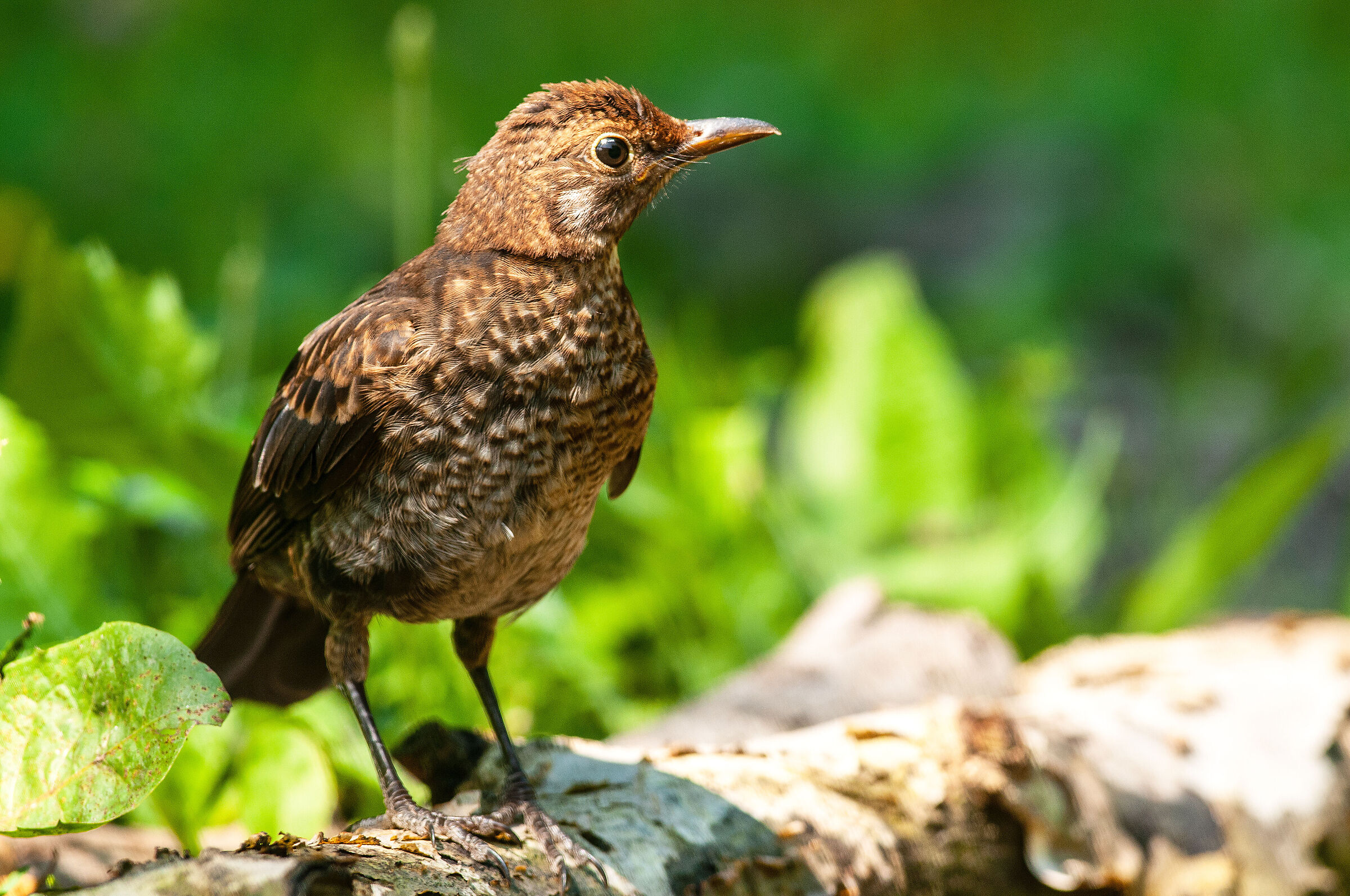 Blackbird Giovane_02