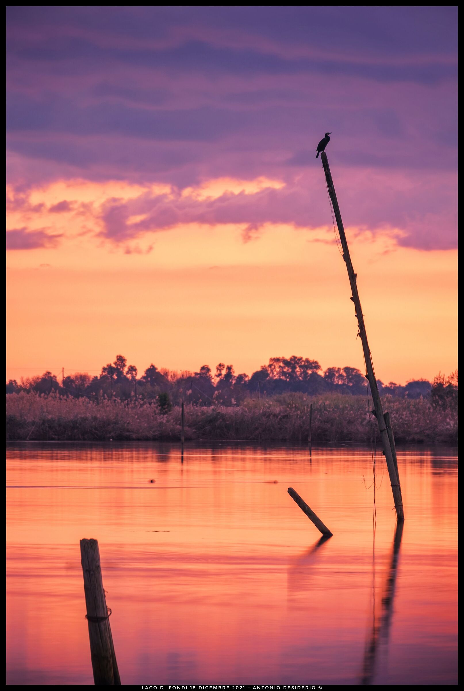 Il cormorano sul palo