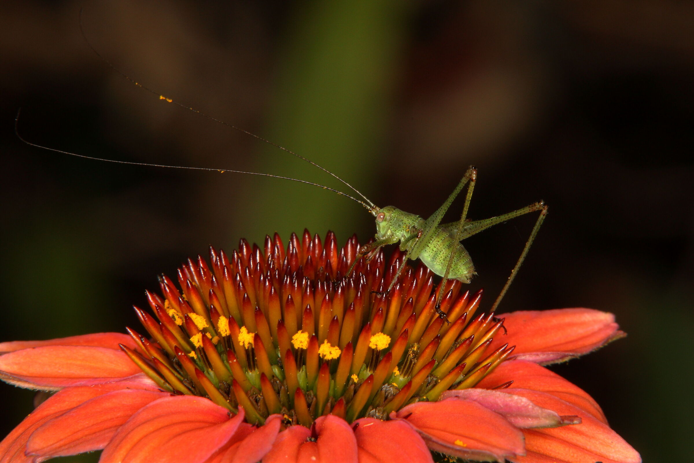 Ninfa di Phaneroptera nana su Echinacea purpurea