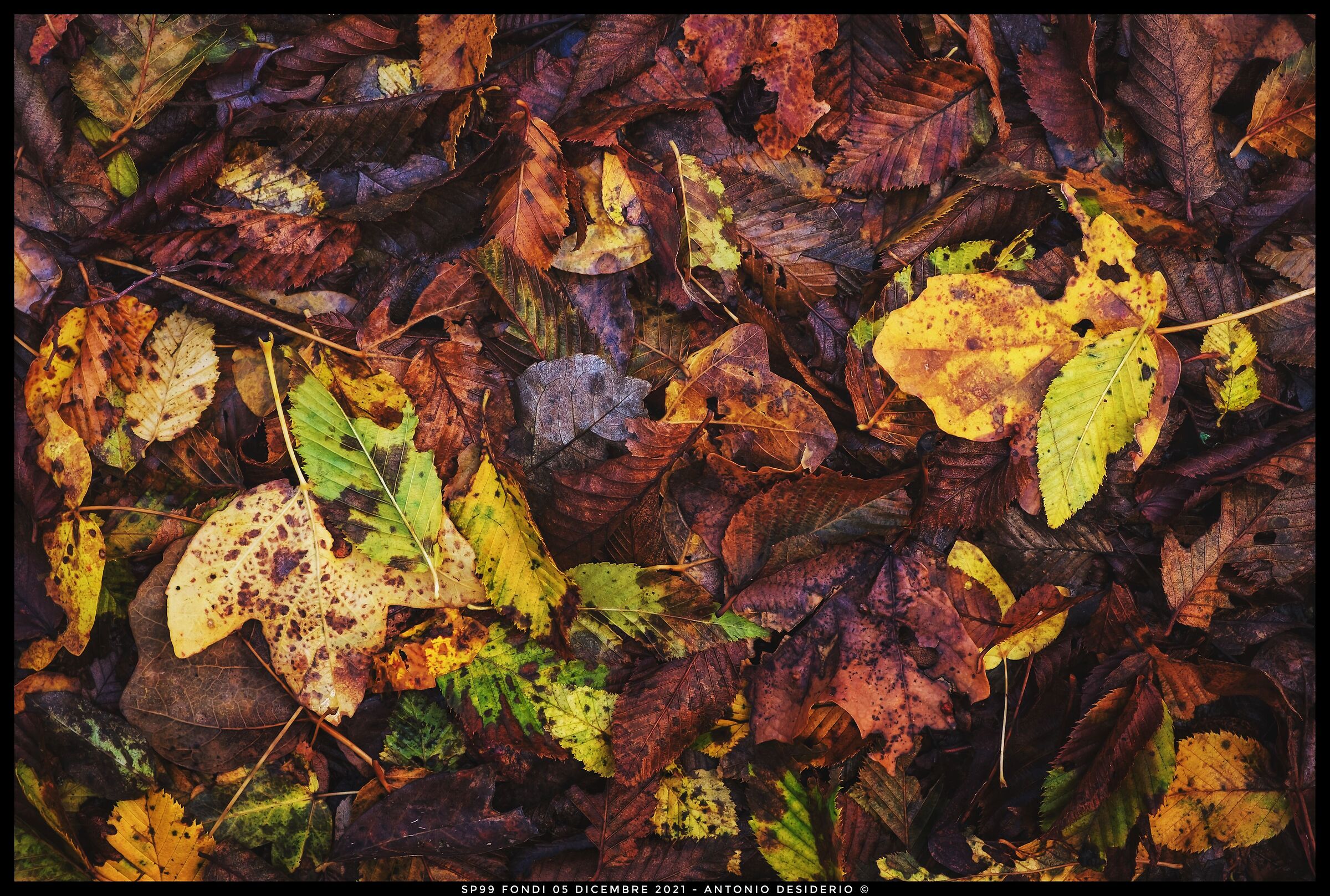 The colors of autumn