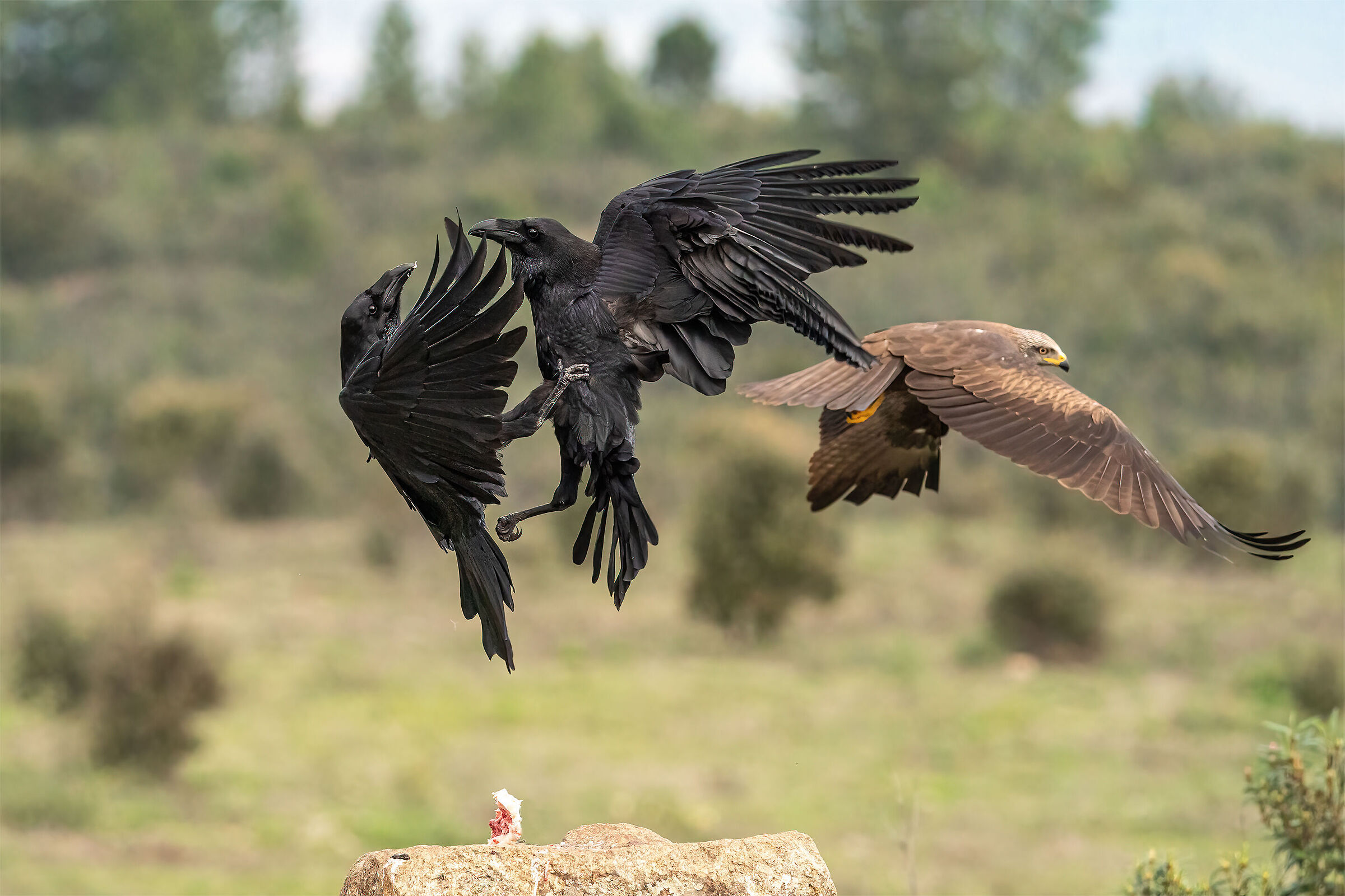 later sequences of the fight between imperial crows