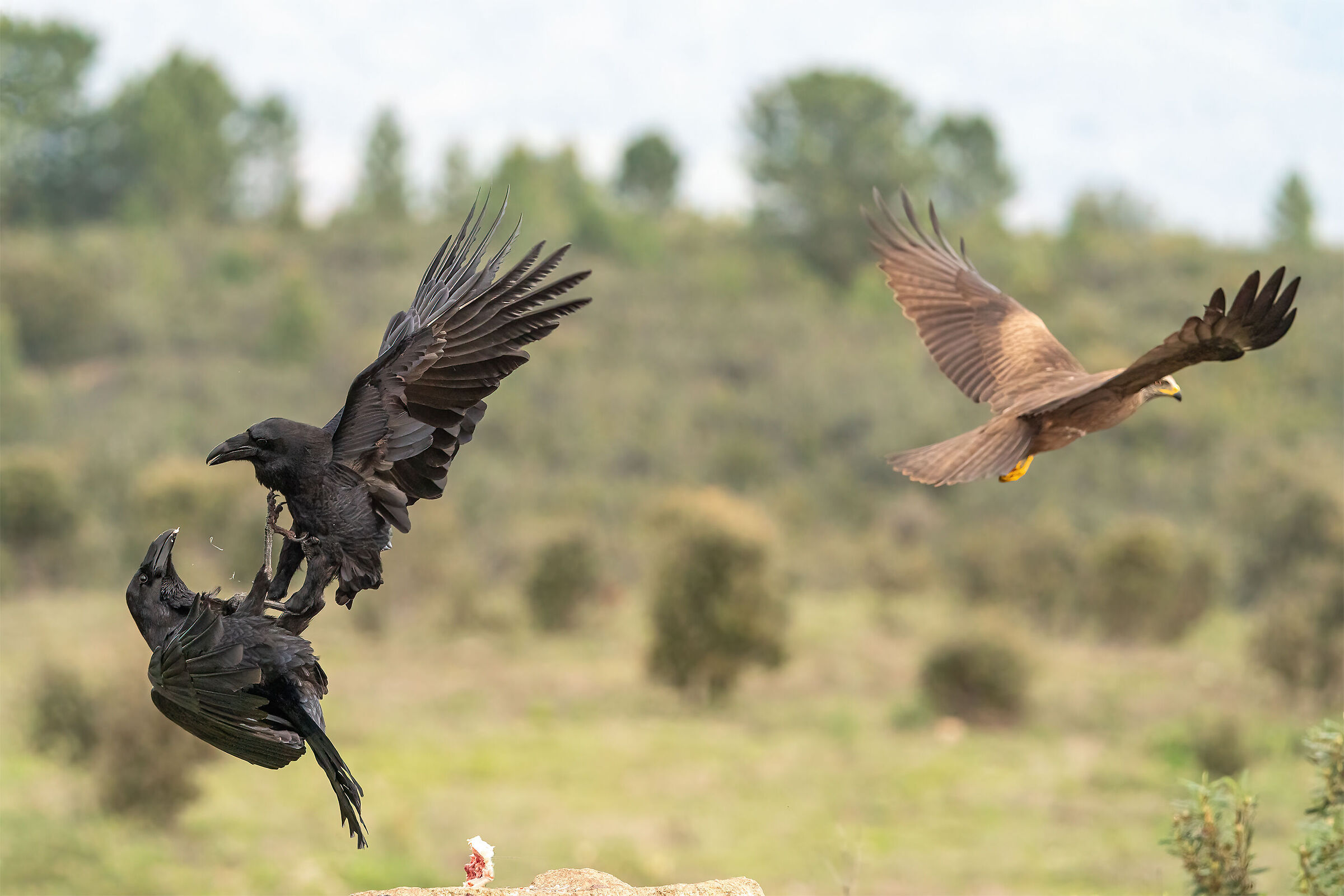 later sequences of the fight between imperial crows