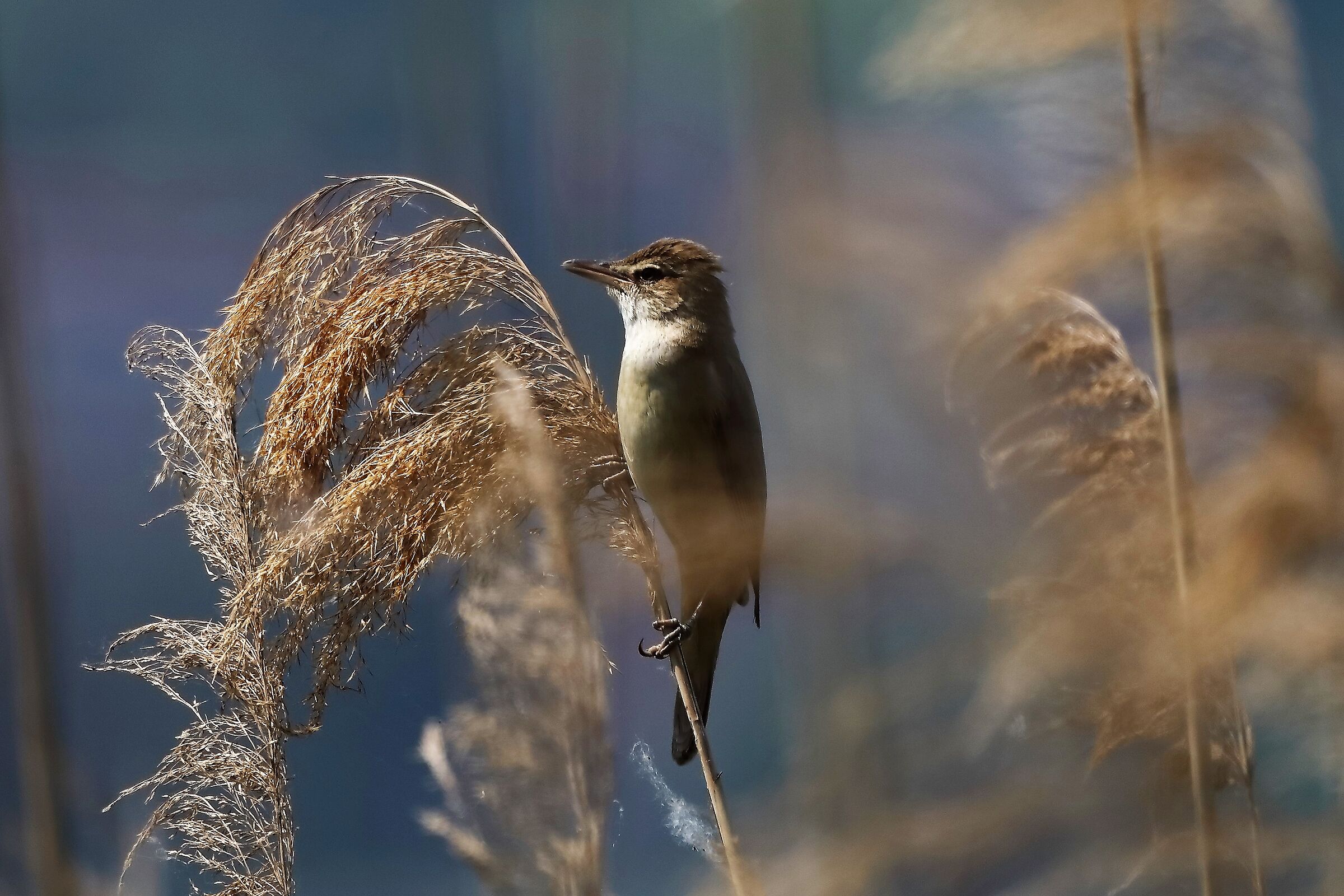 Cannareccione 13-05-2022