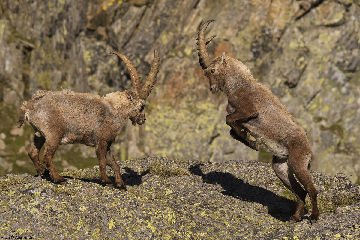 Ibex