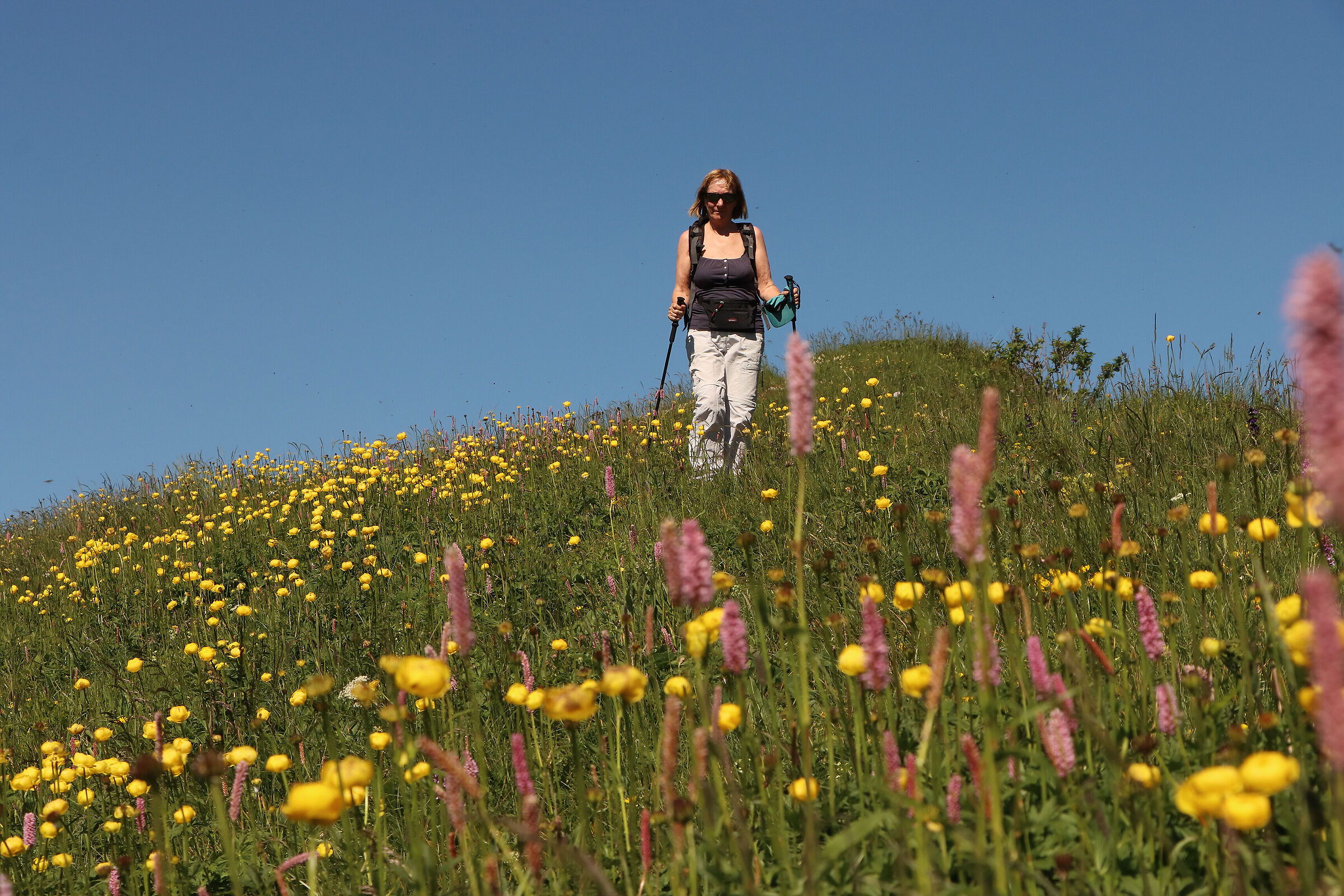 walking among the flowers