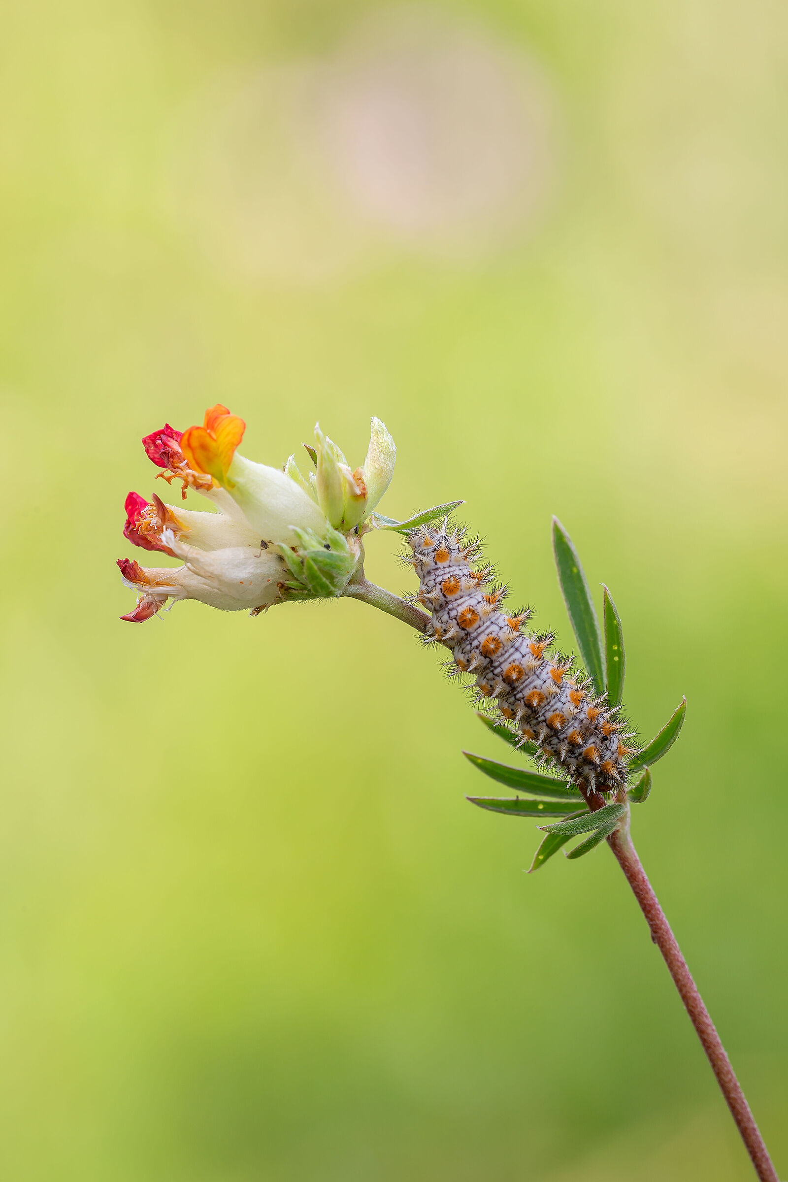 Caterpillar of Melitea