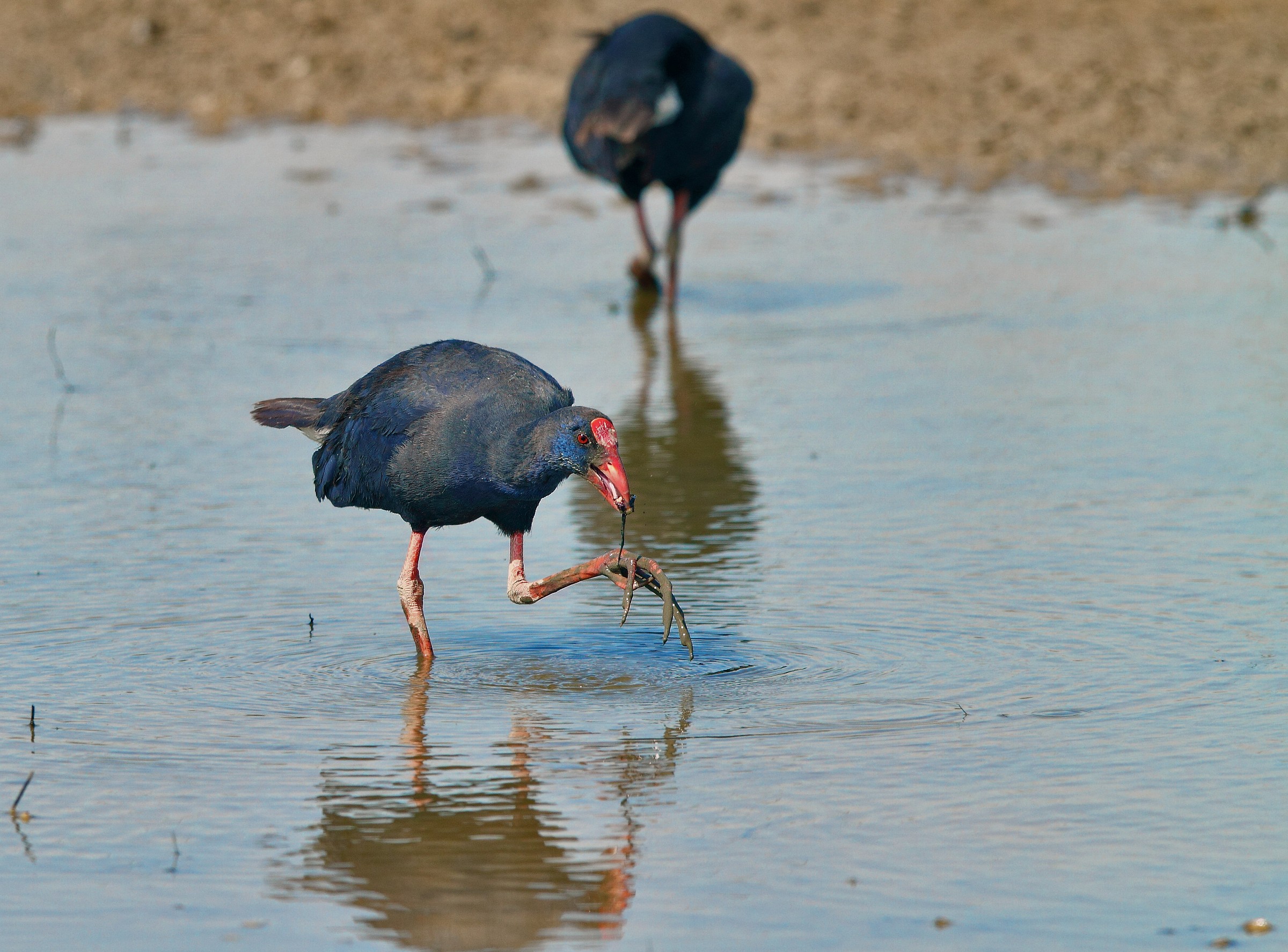 Purple Gallinule