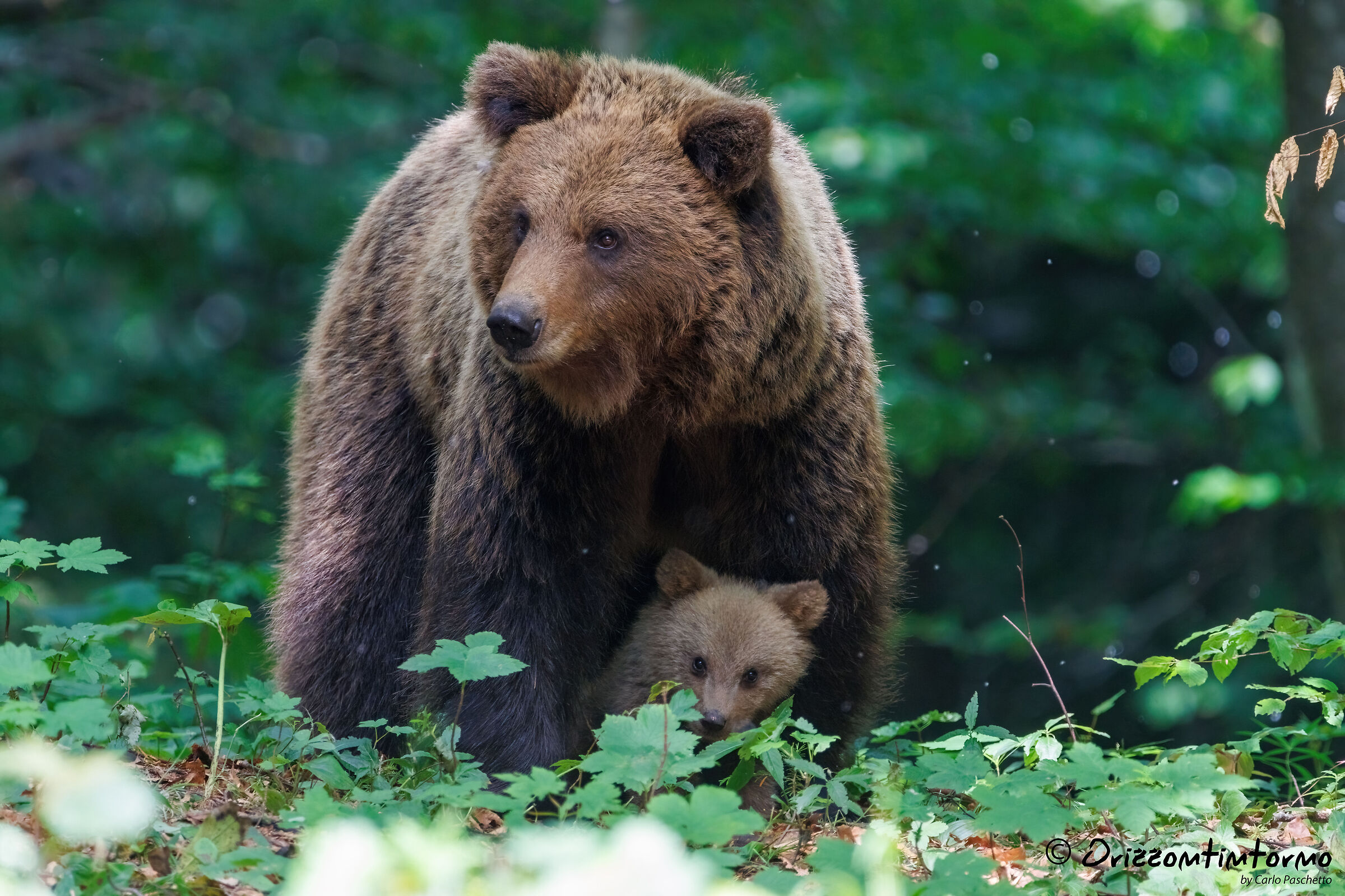 Bear watching in Slovenia