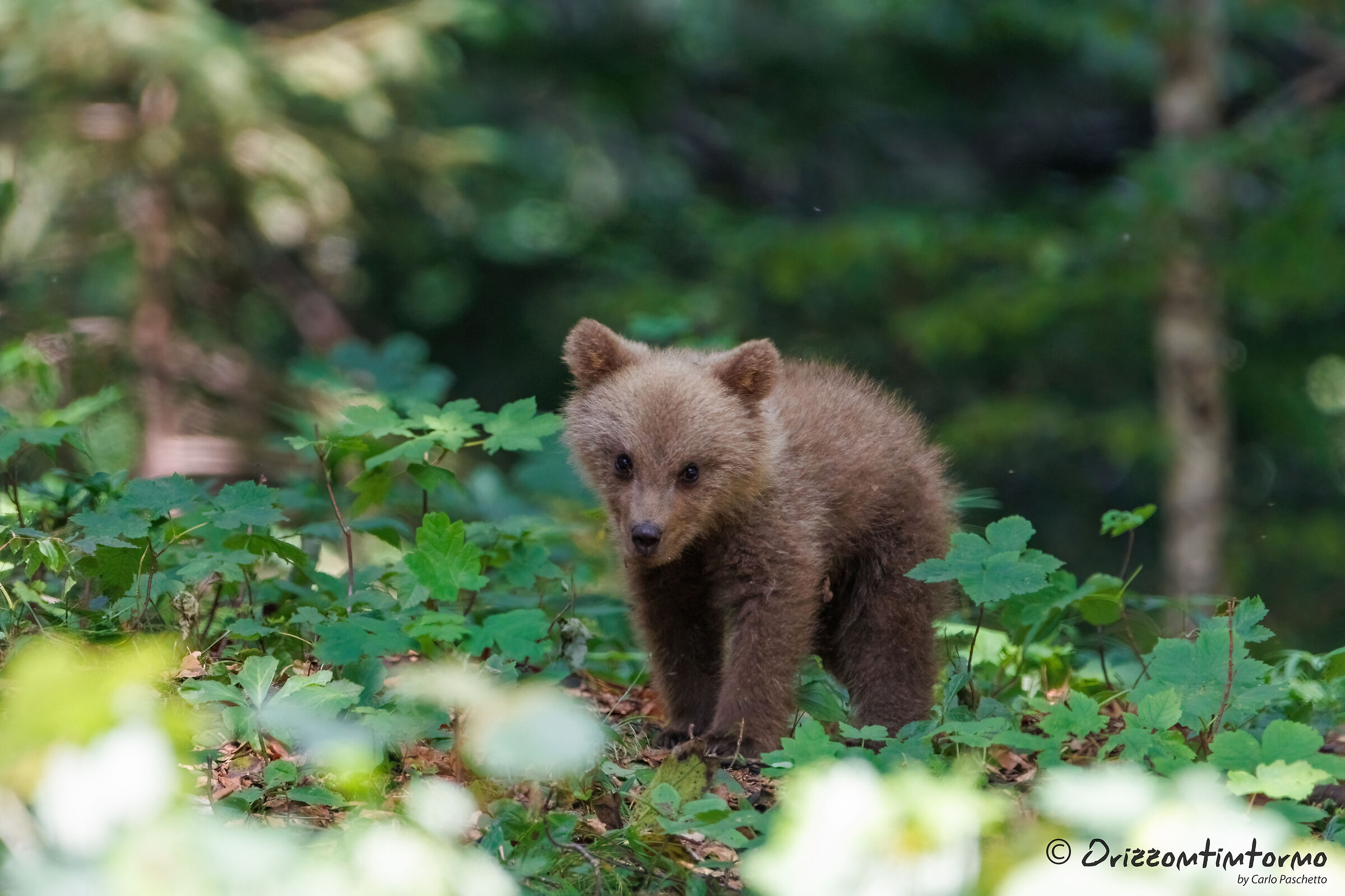 Bear watching in Slovenia