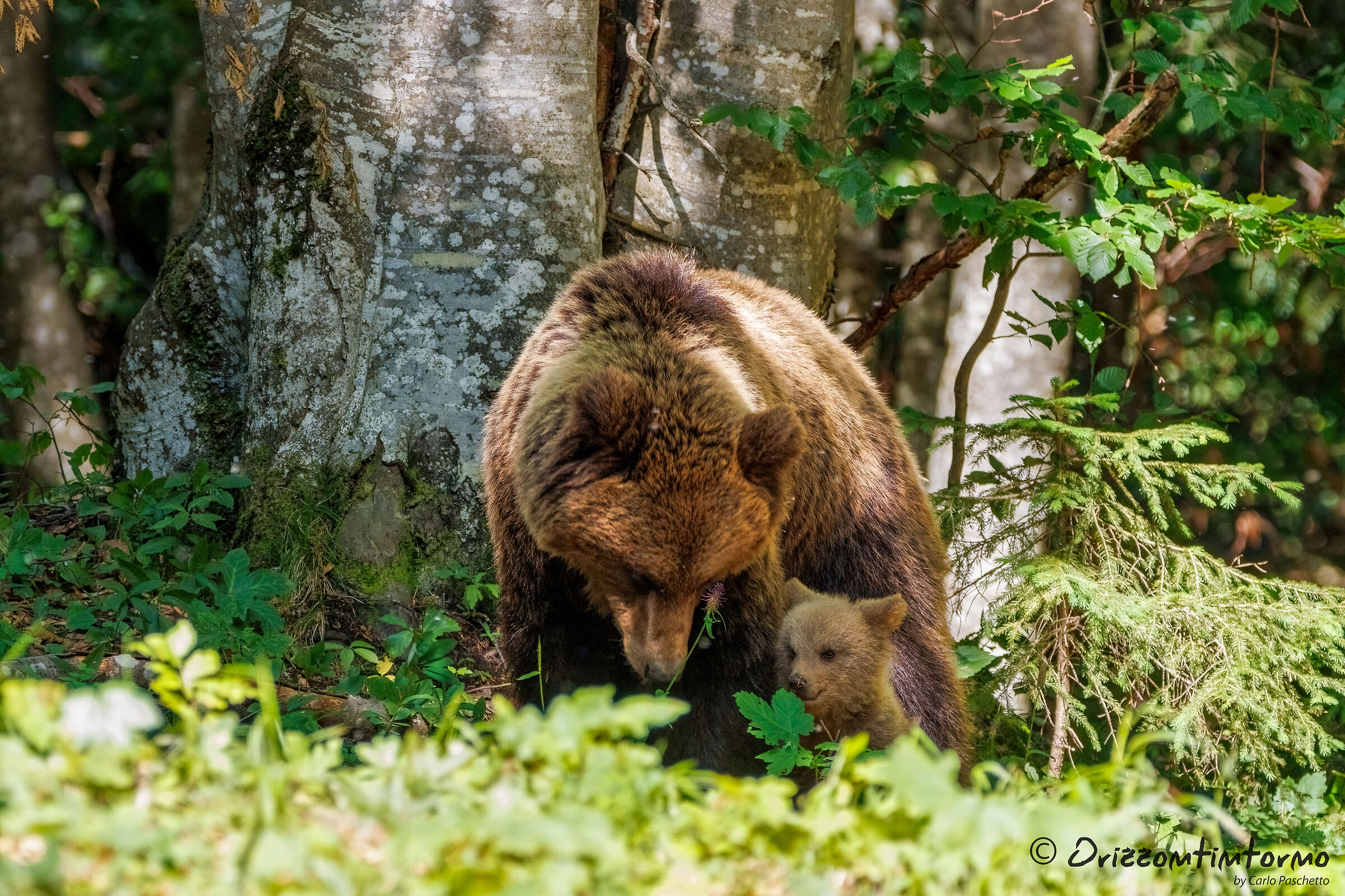Bear watching in Slovenia