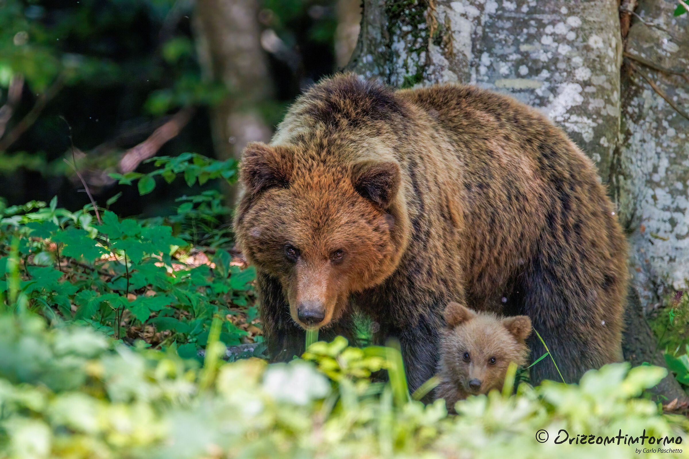 Bear watching in Slovenia