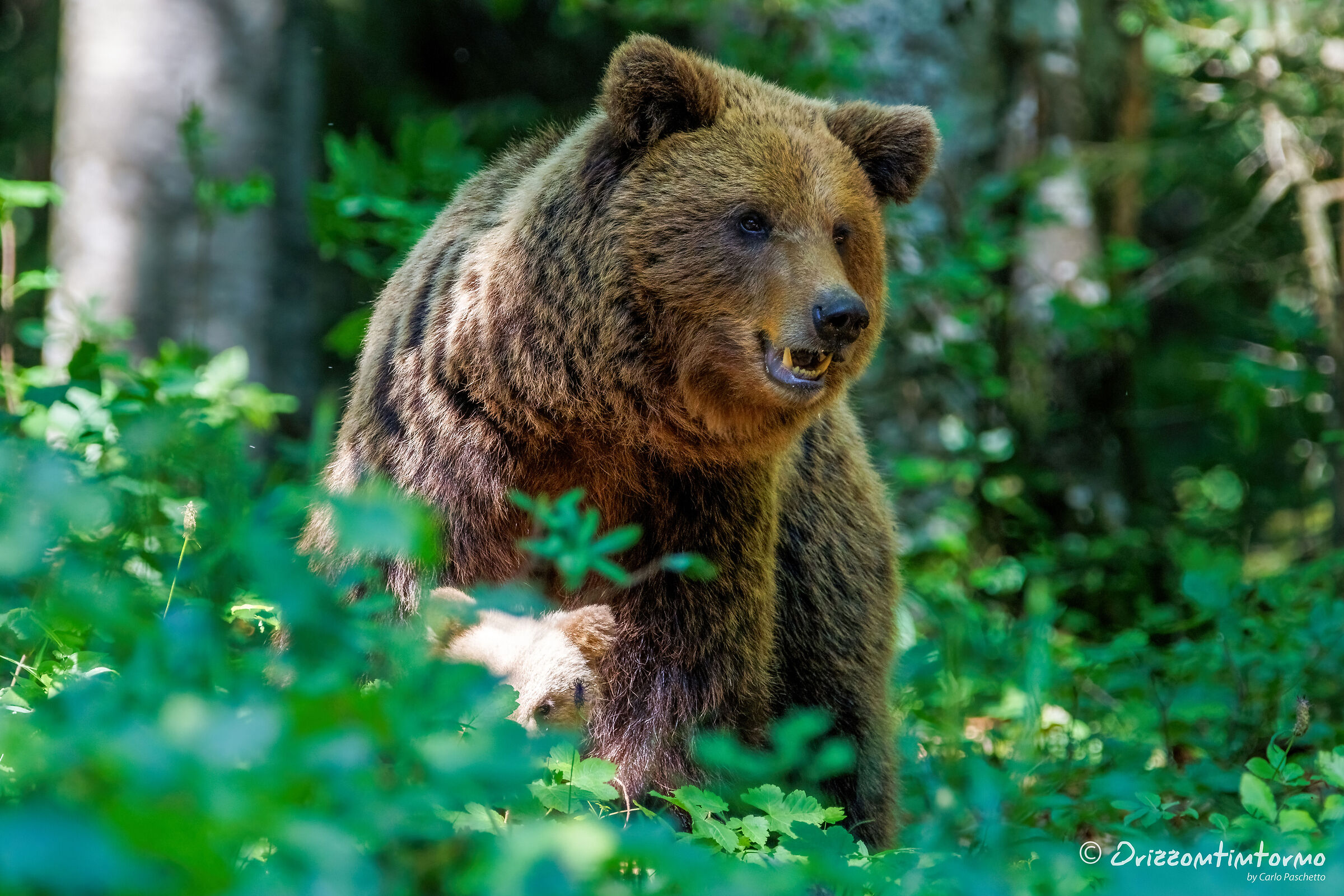 Bear watching in Slovenia