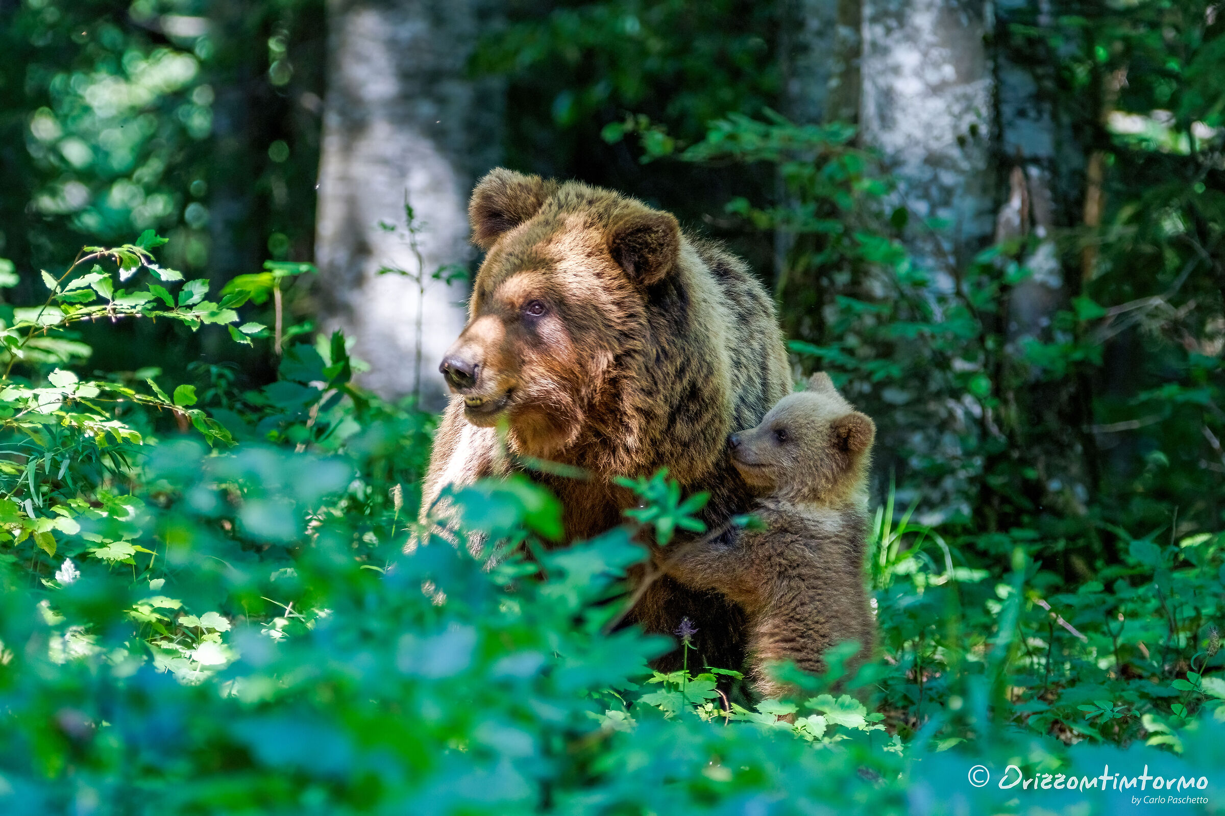 Bear watching in Slovenia