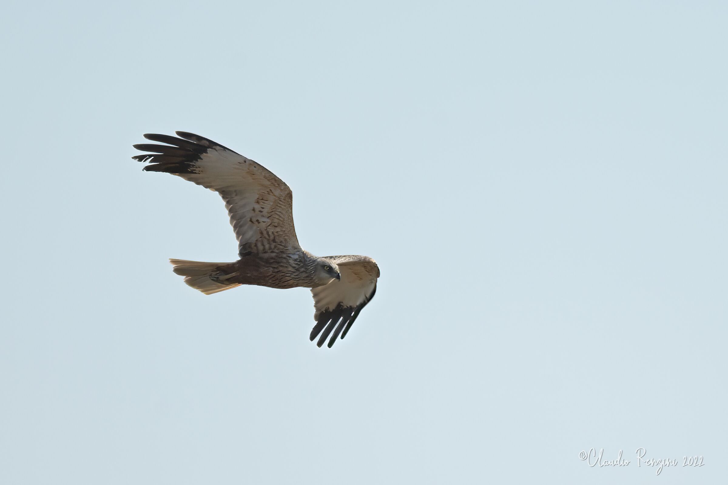 marsh harrier